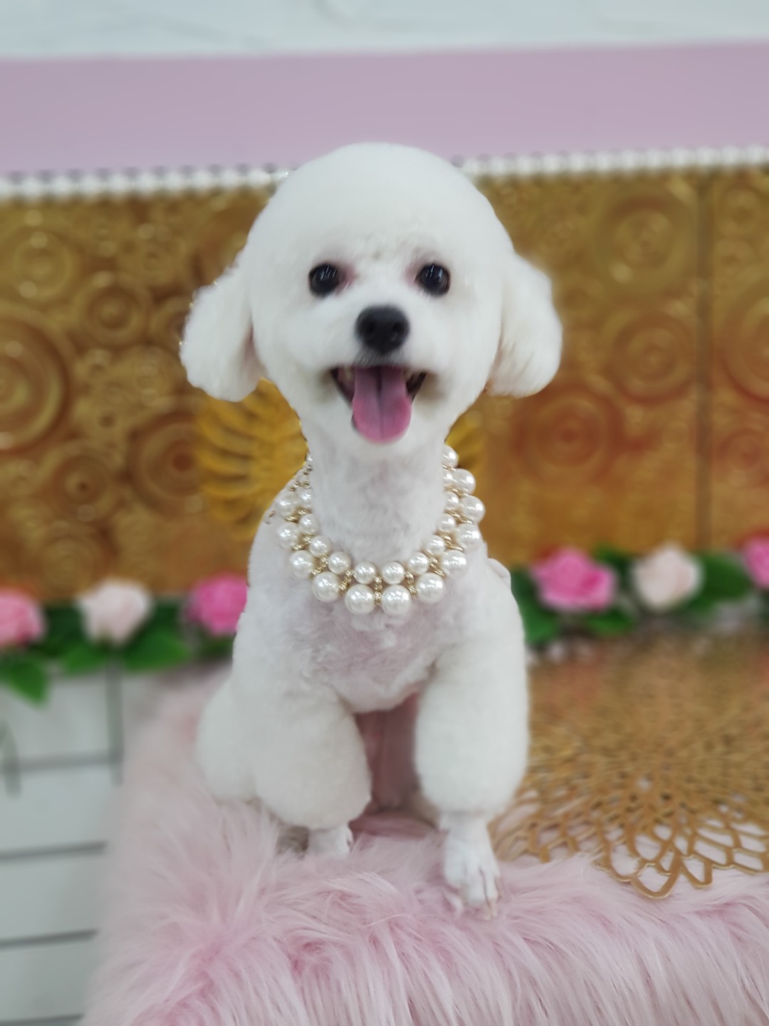 비비펫살롱