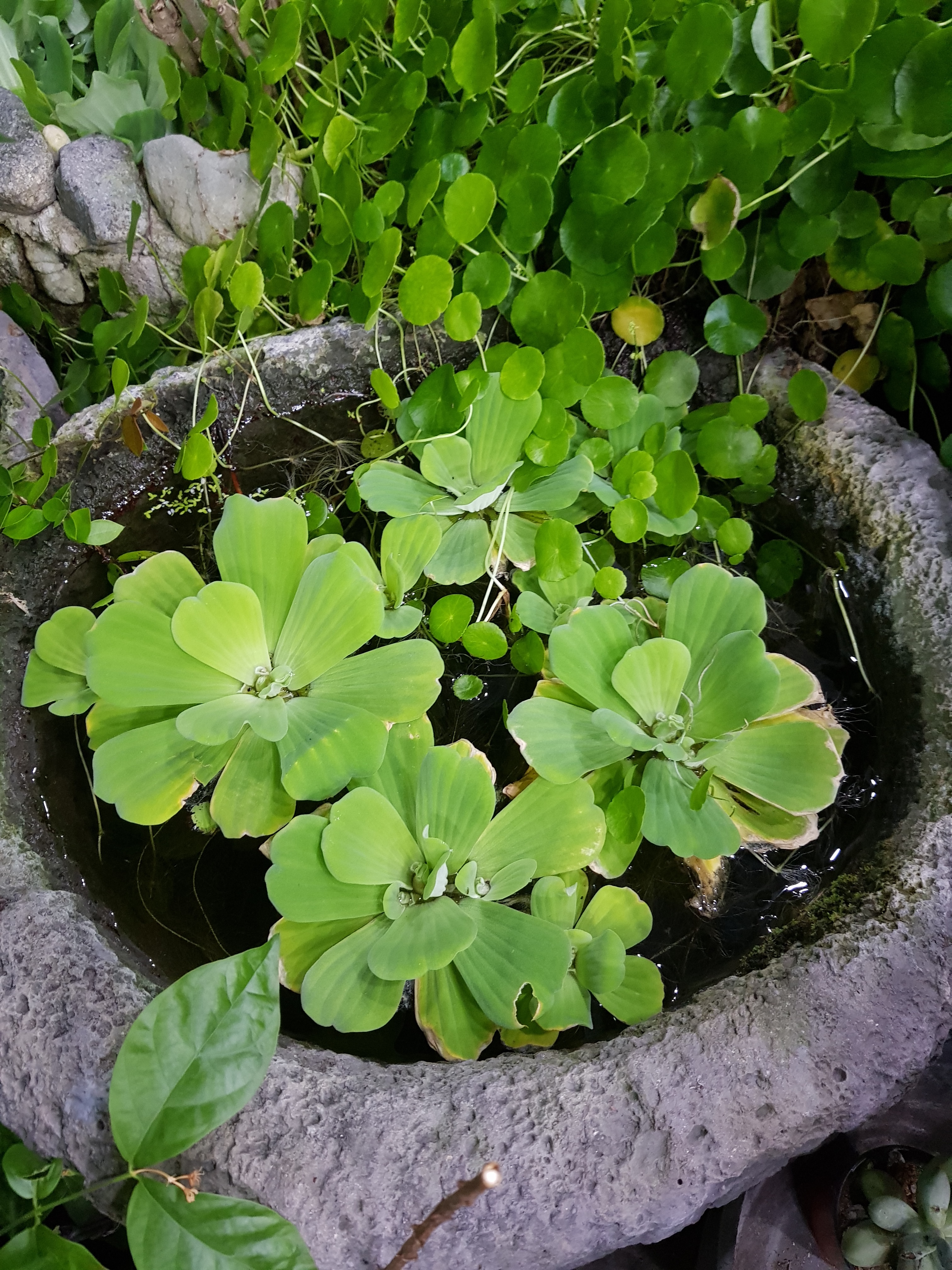 그린꽃화원