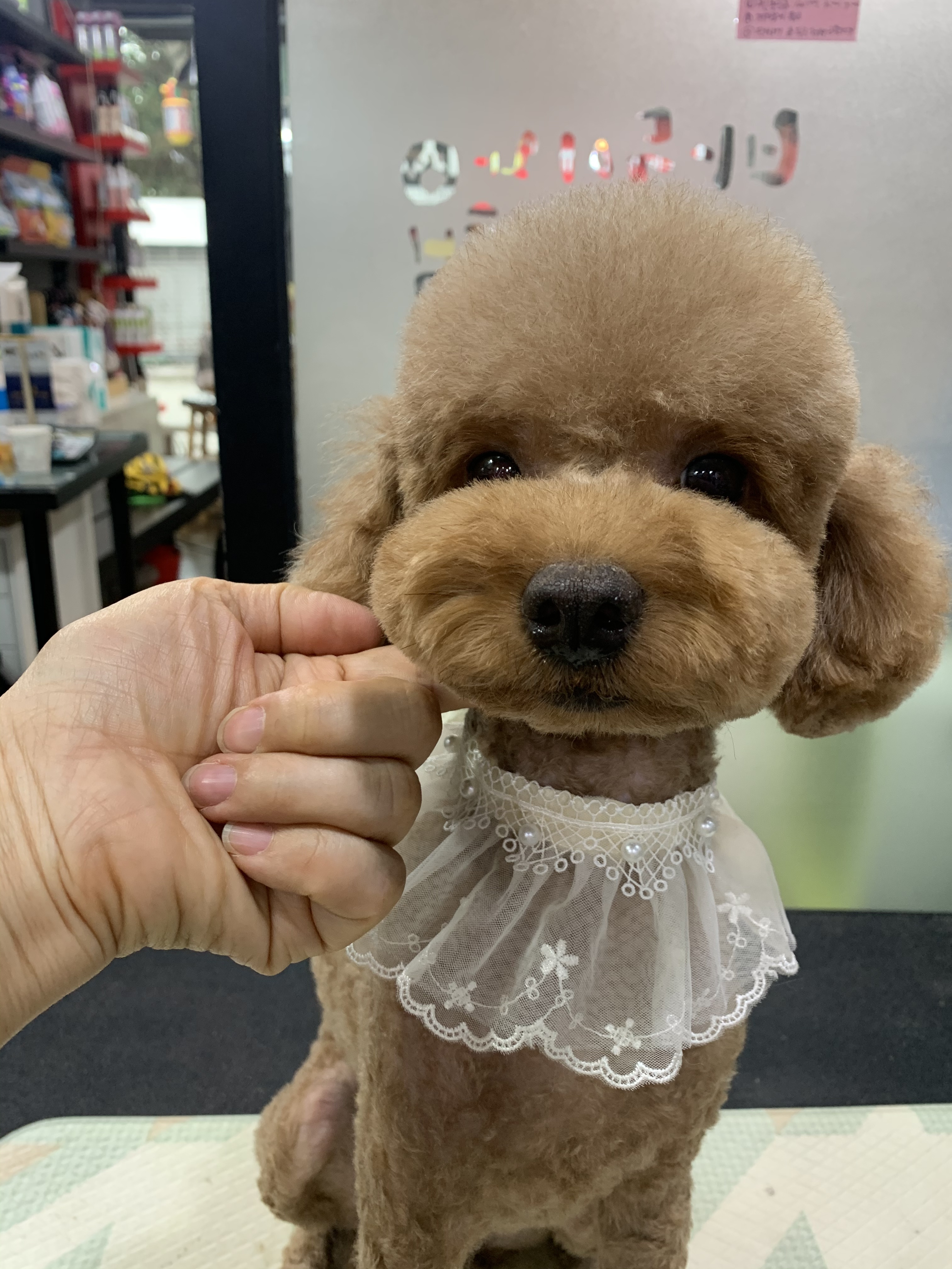 펫살롱 헤아림 대표 이미지