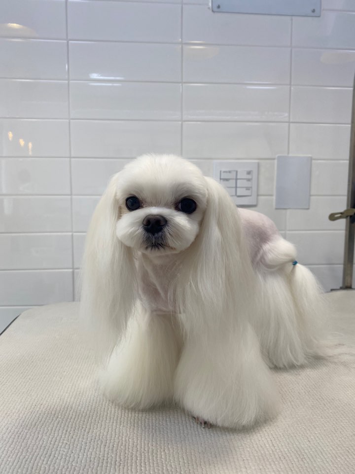 펫살롱 헤아림 대표 이미지
