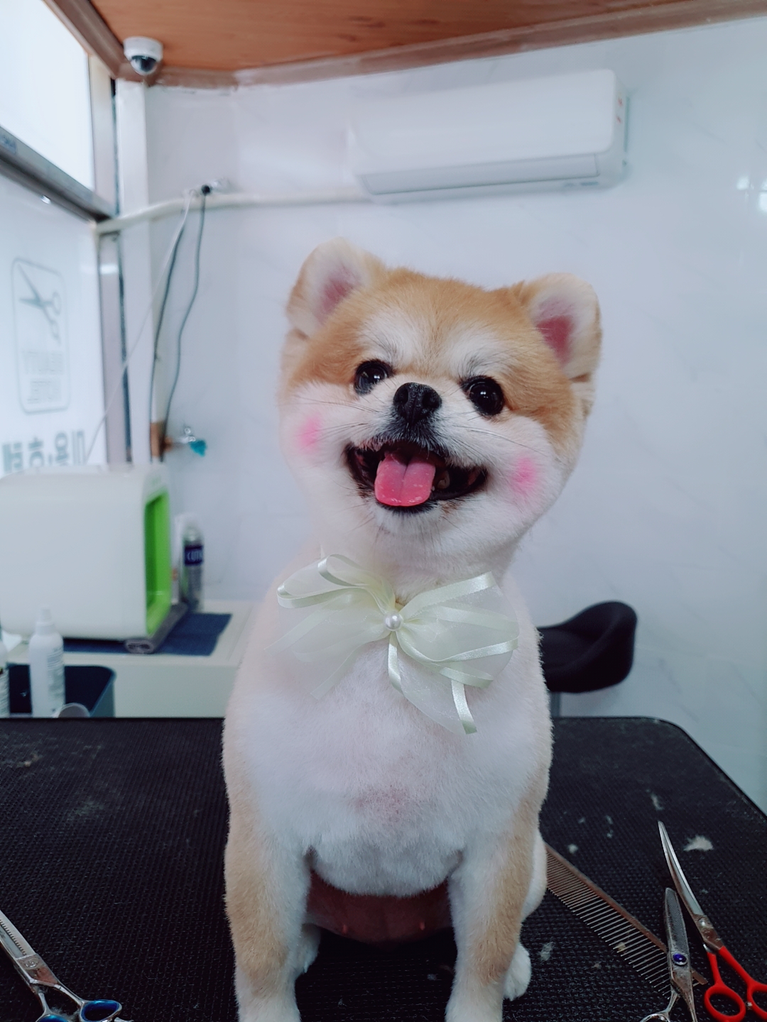 강아지 미용실 대표 이미지