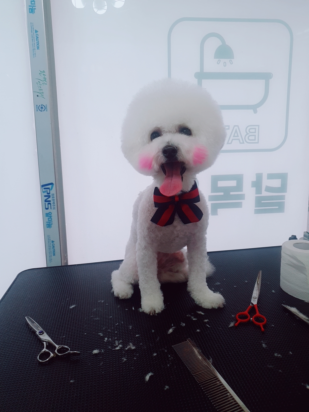 강아지 미용실 대표 이미지