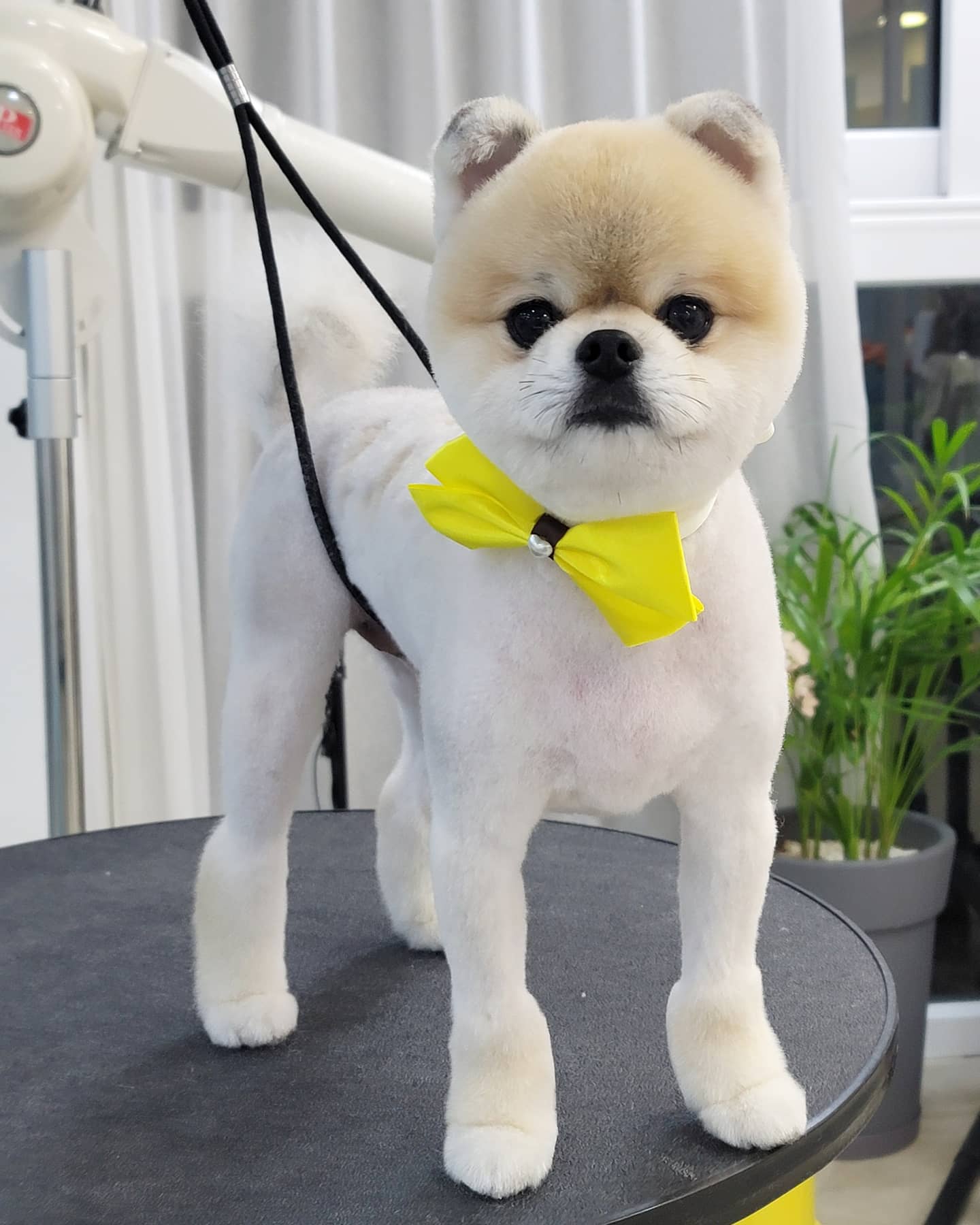 애견부티크 대표 이미지