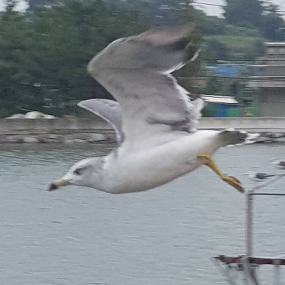 촌닭
