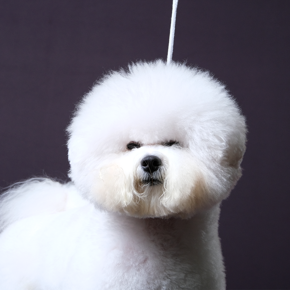 써니펫시터 대표 이미지