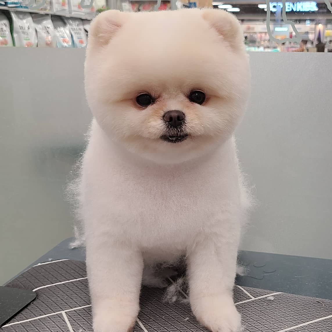 펫피플