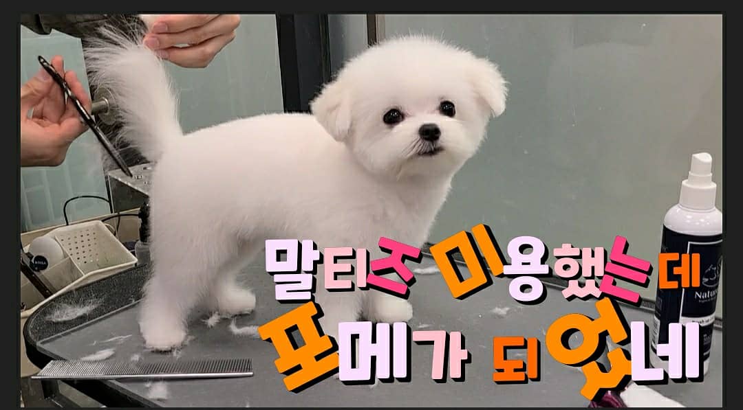 펫피플