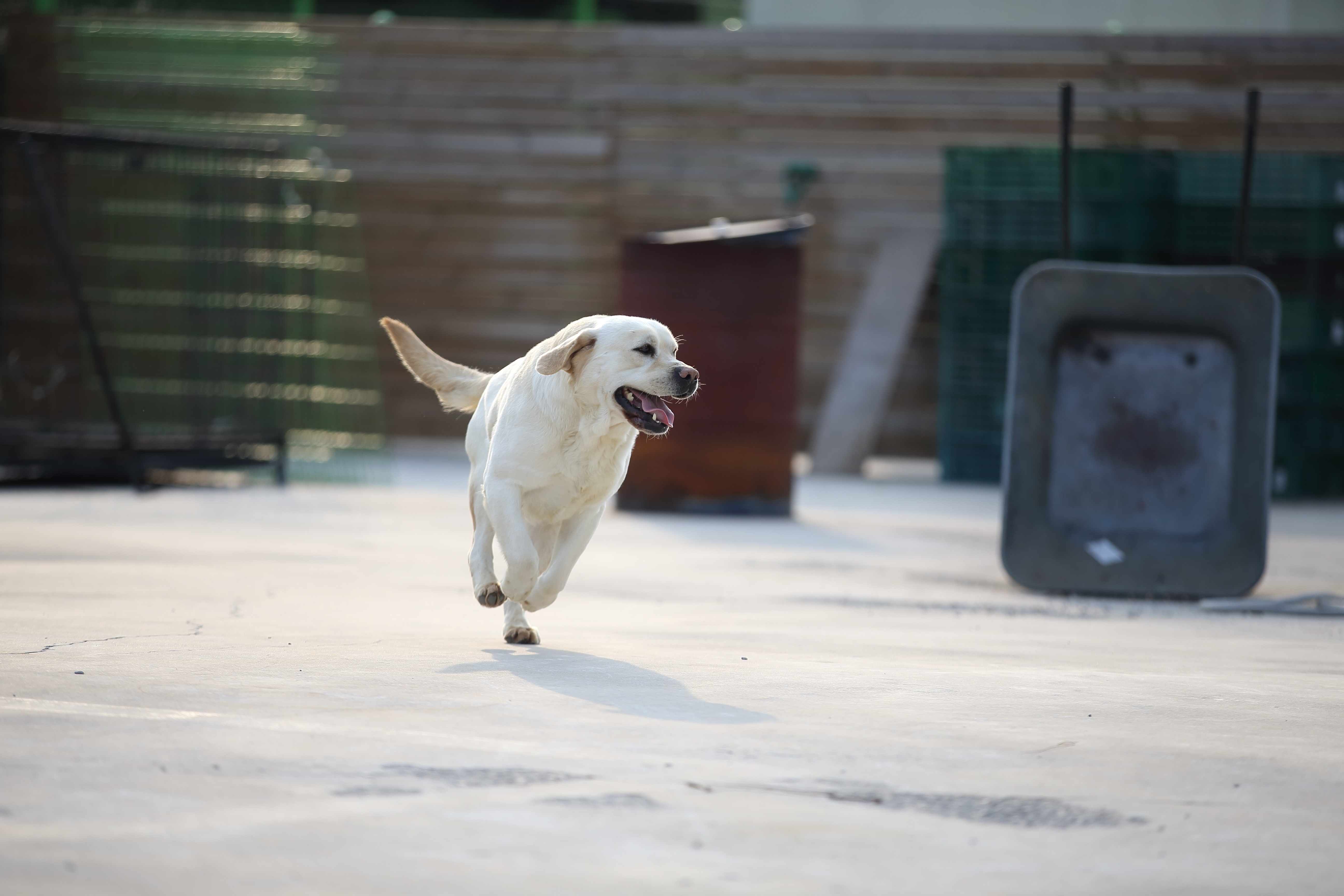 휴먼앤독 대표 이미지