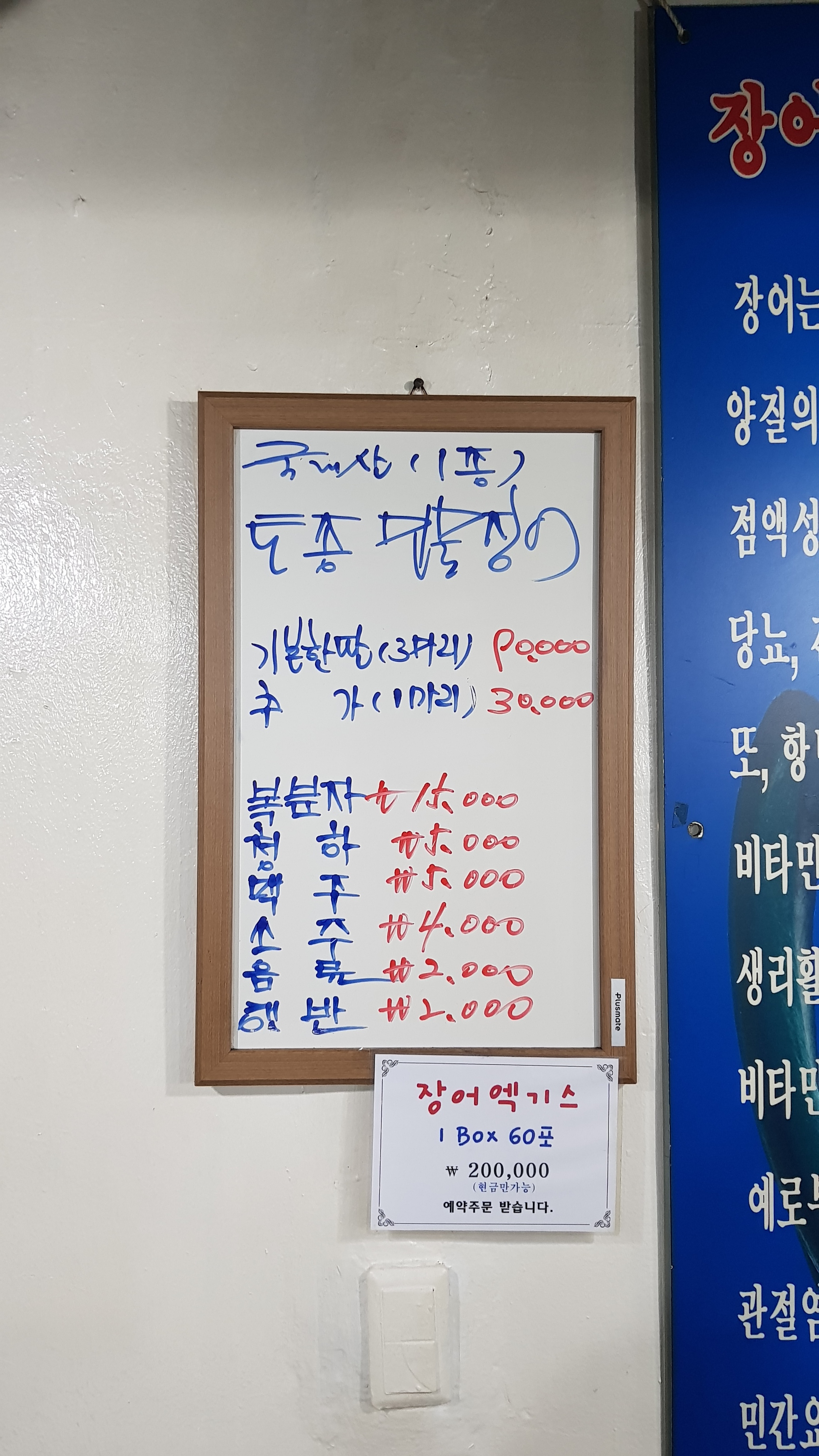 토종풍천장어