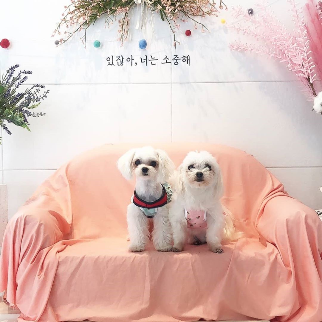 강아지랑고양이 대표 이미지