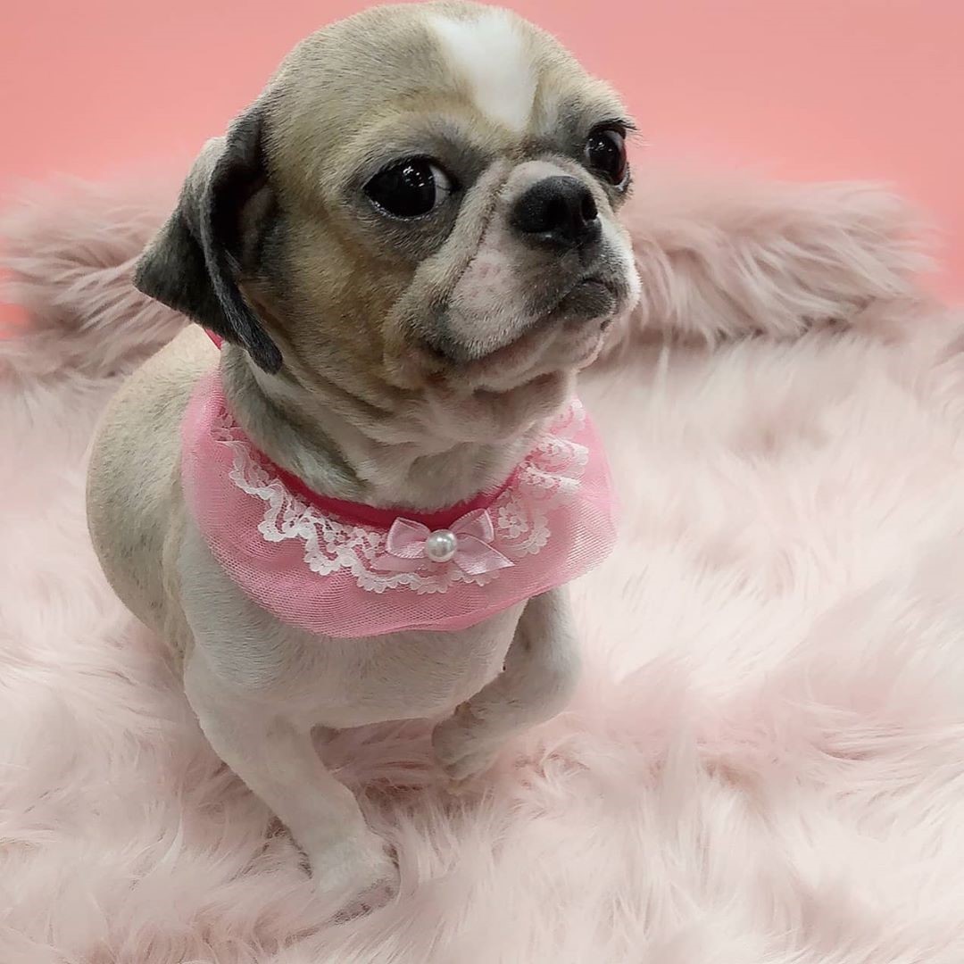 강아지랑고양이 대표 이미지
