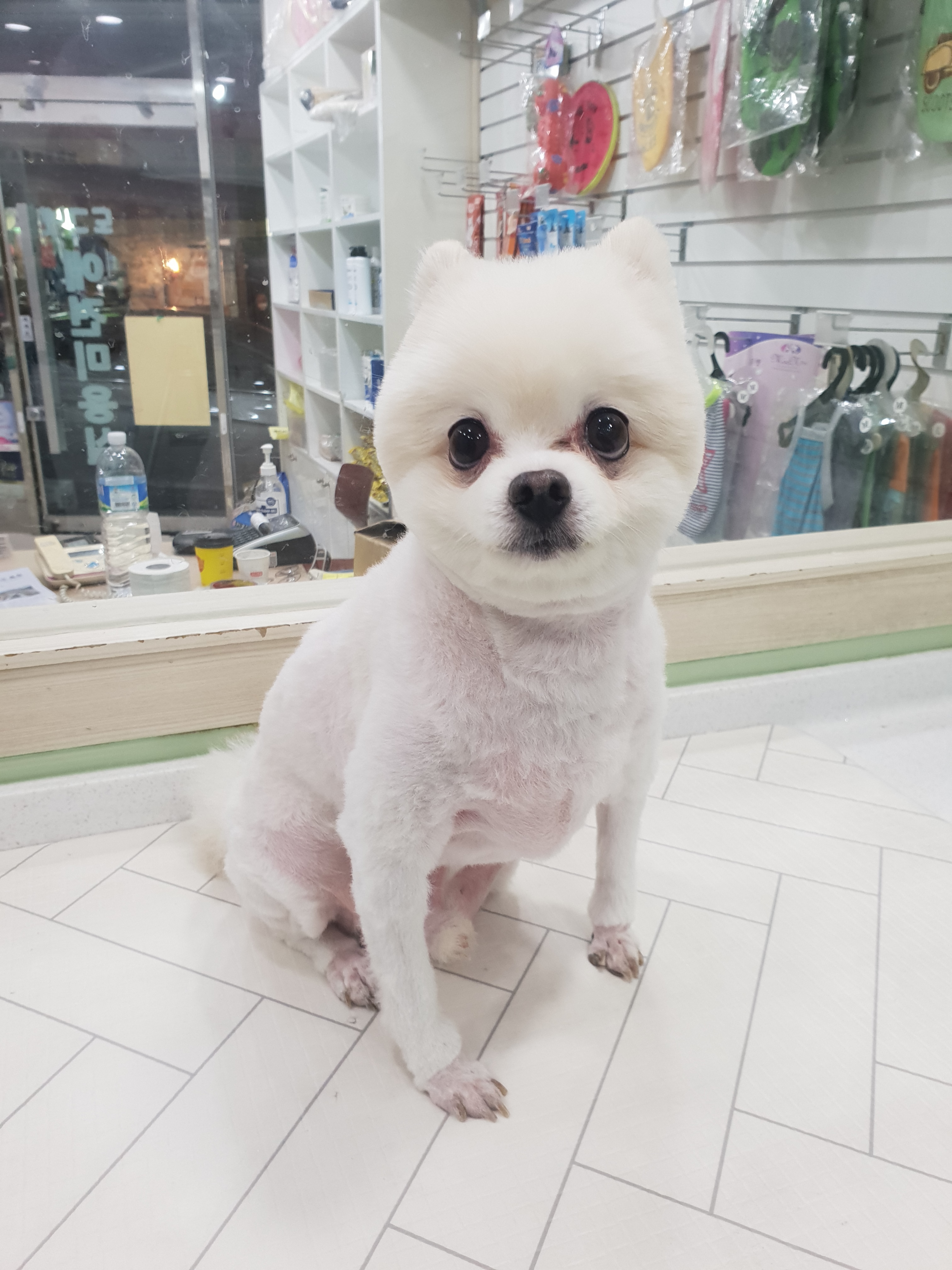 도그넷 애견미용실 대표 이미지