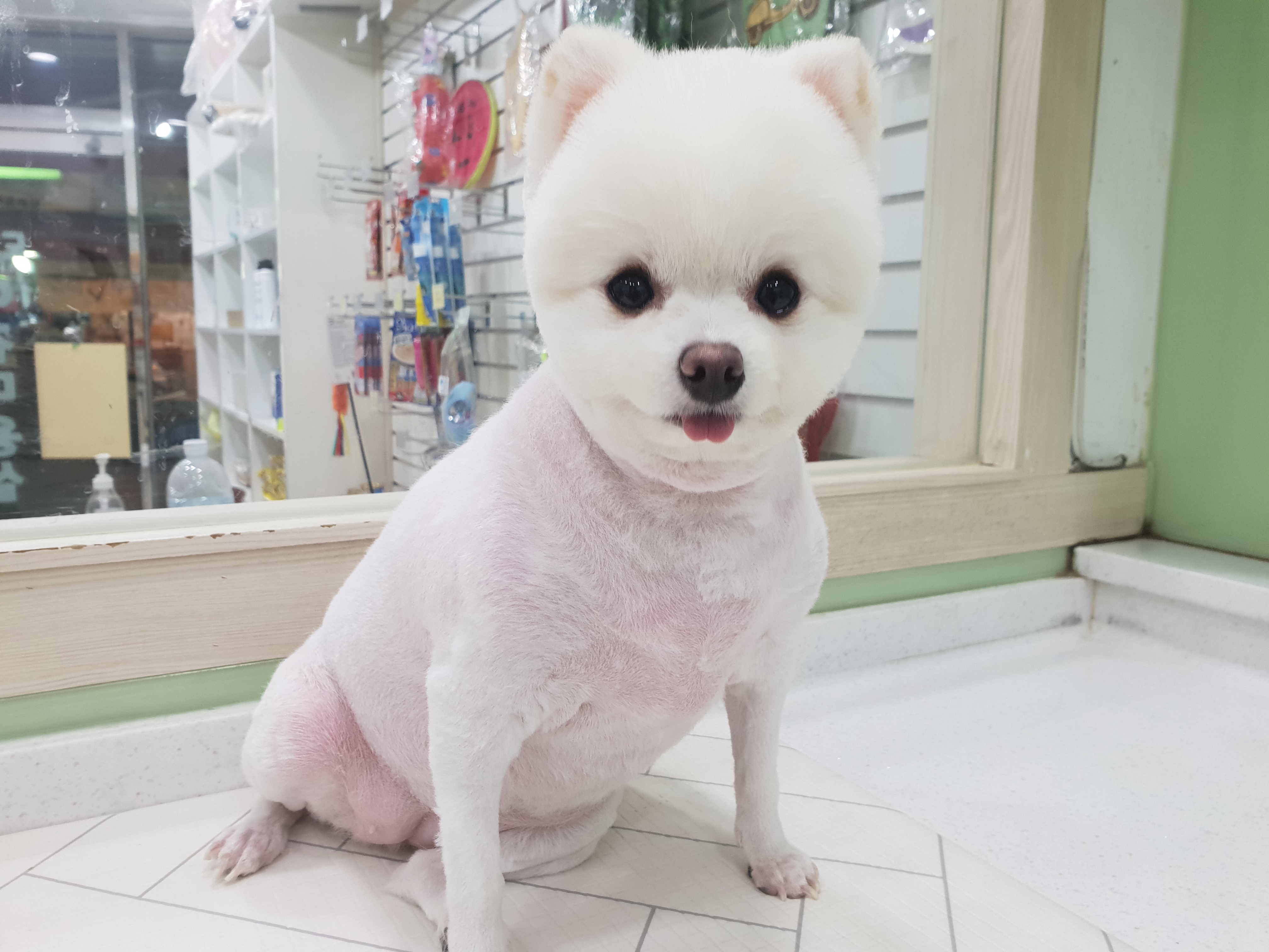 도그넷 애견미용실 대표 이미지