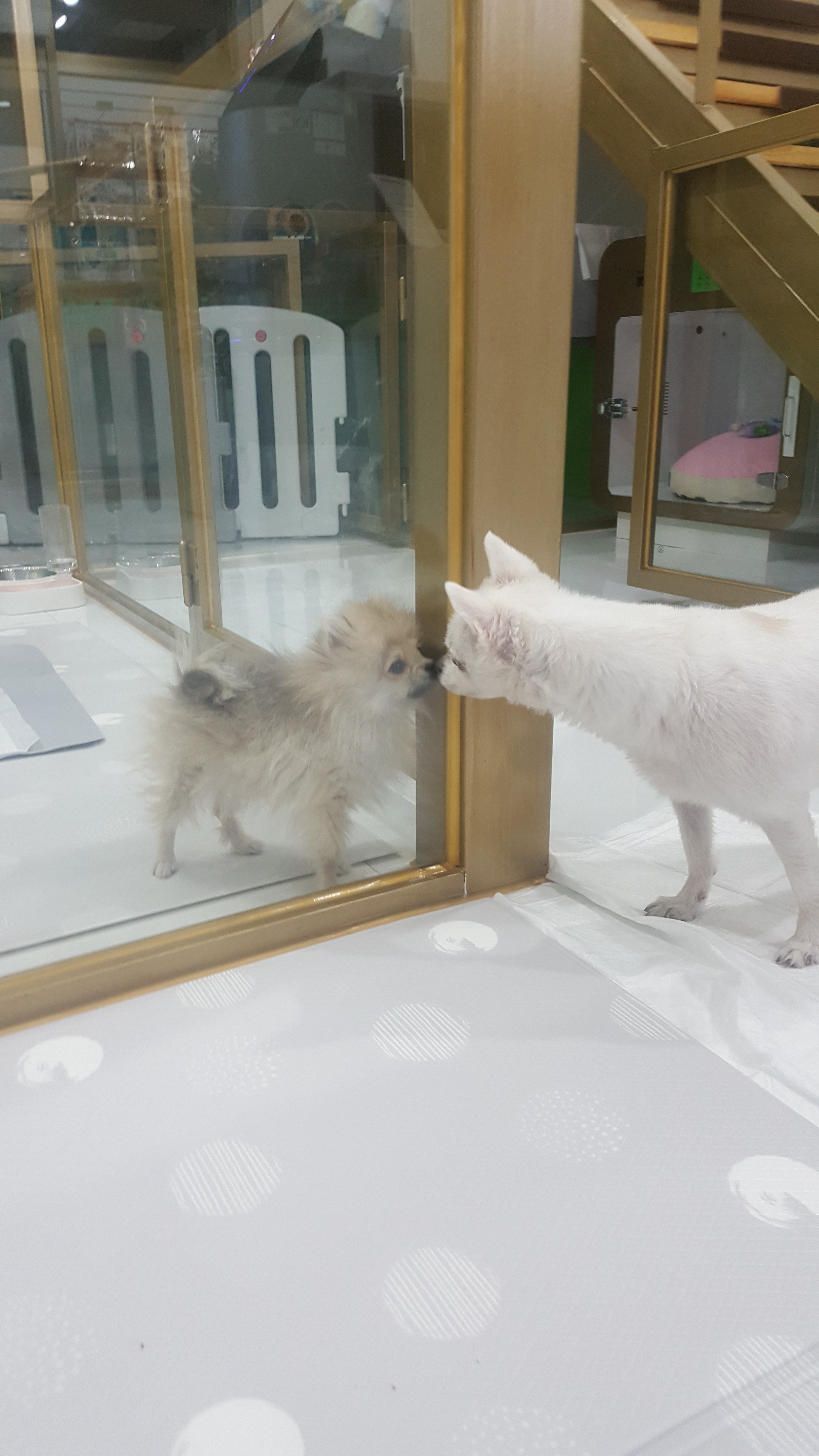 호텔펫코리아 대표 이미지