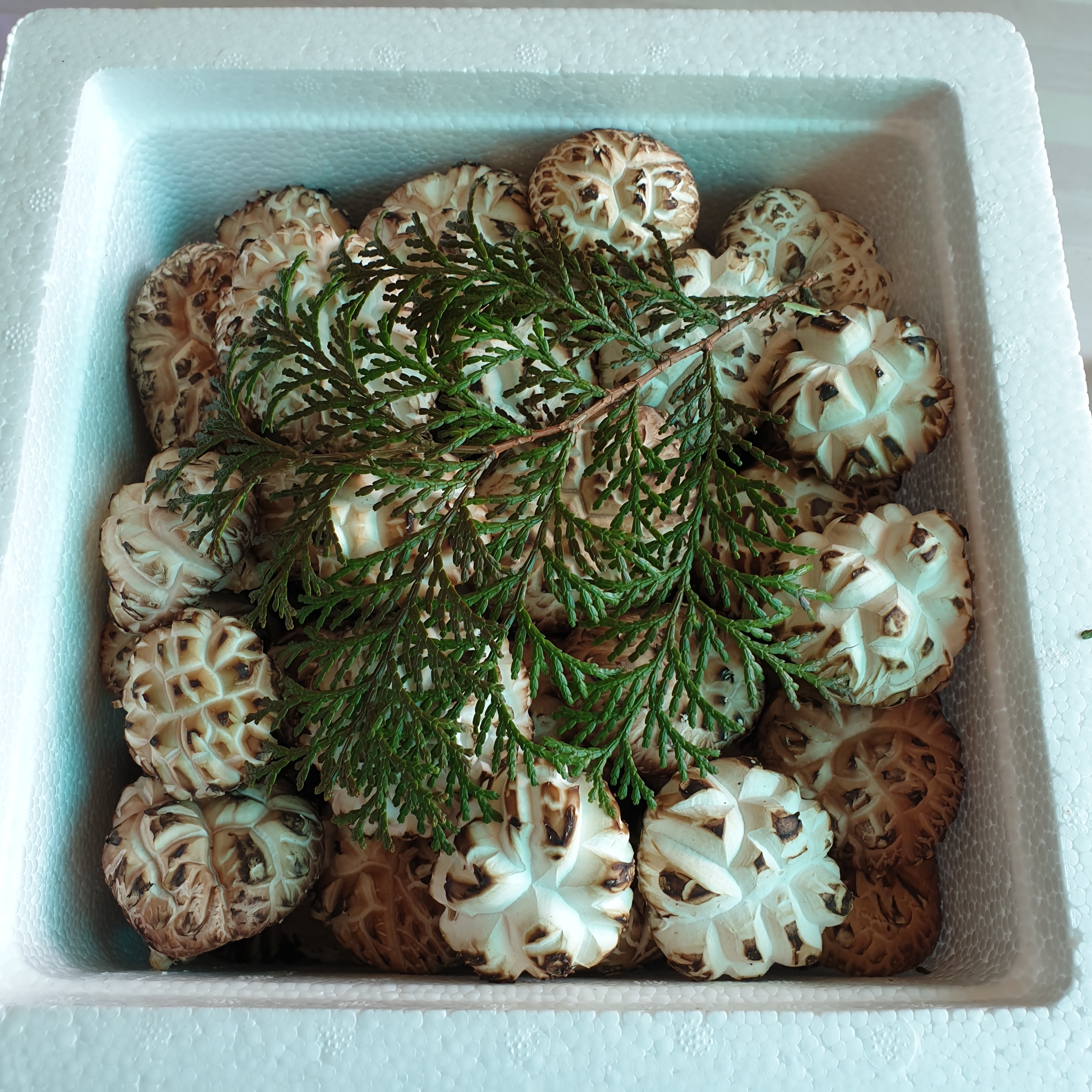 청렴 표고버섯 농장 음식 사진