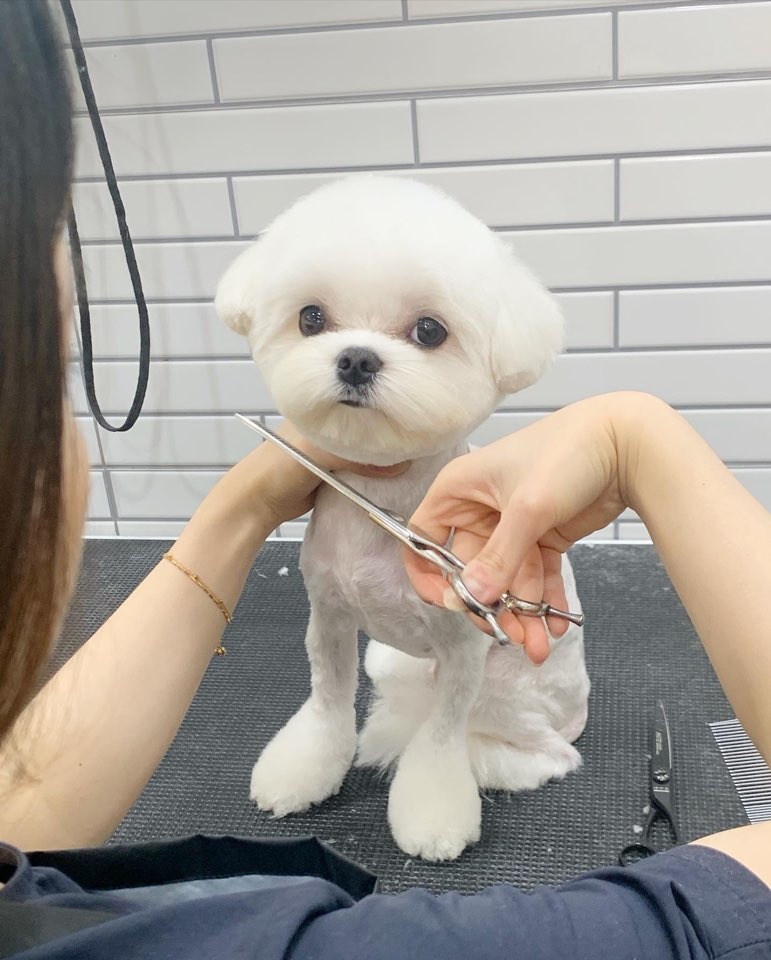 킴스펫살롱