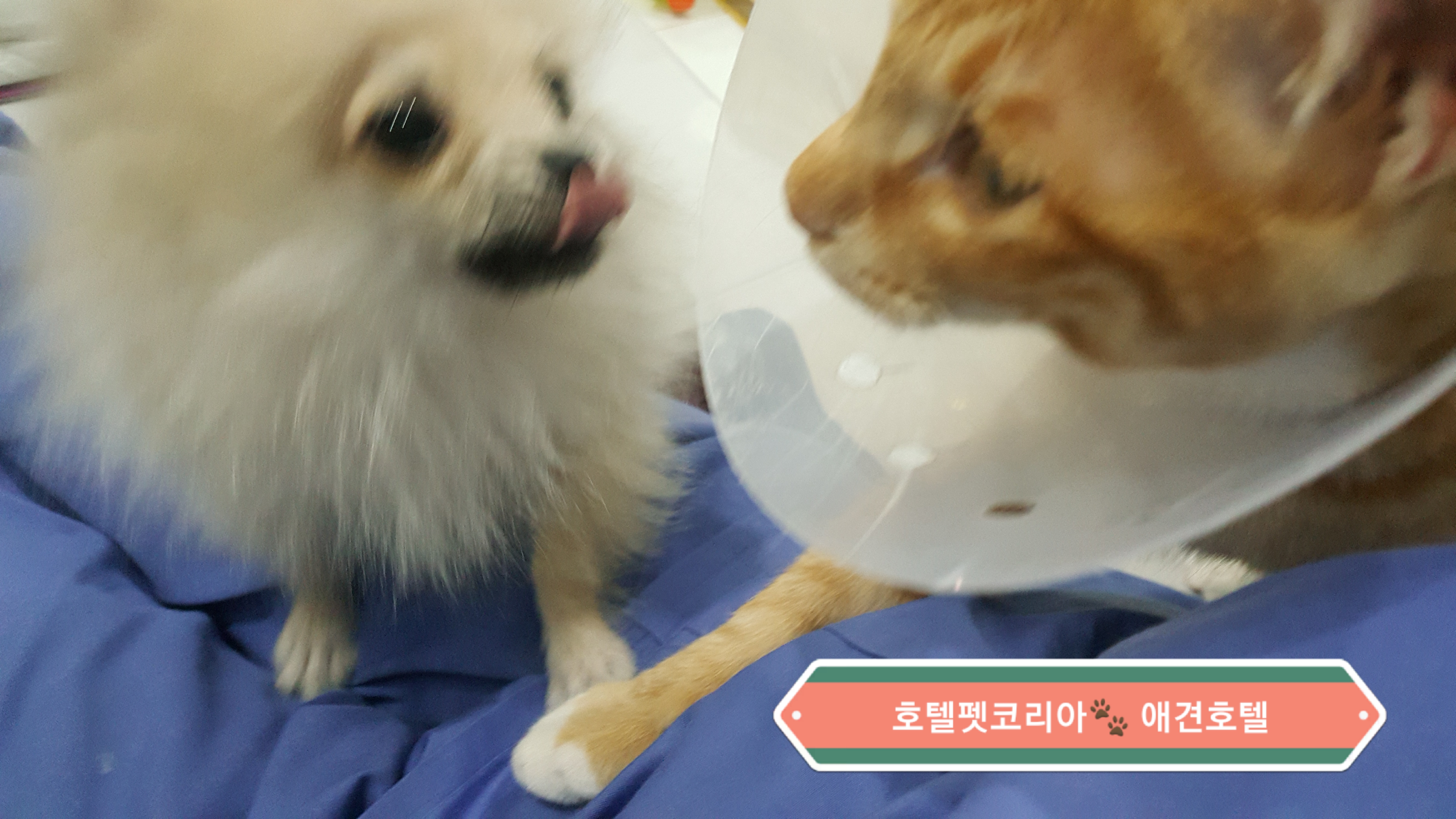 호텔펫코리아 대표 이미지