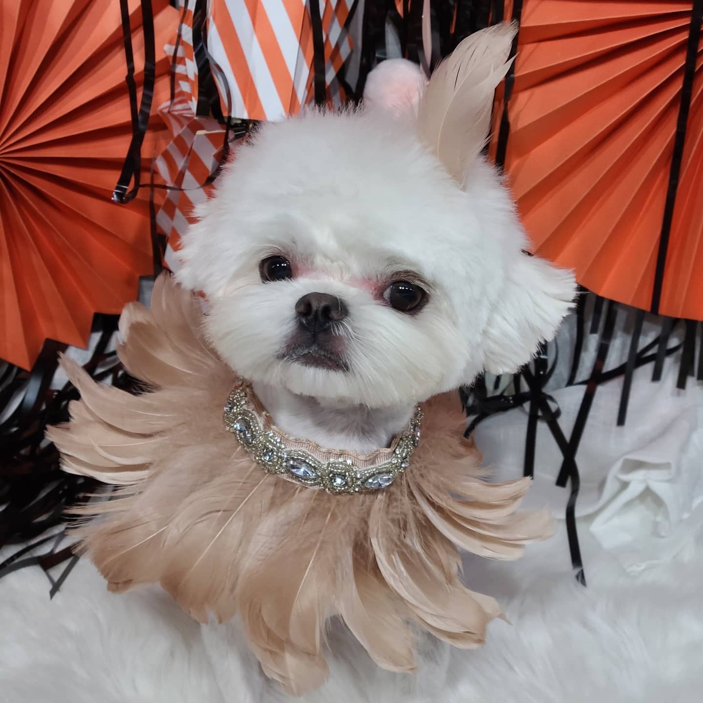 멋내는애견미용샵 대표 이미지