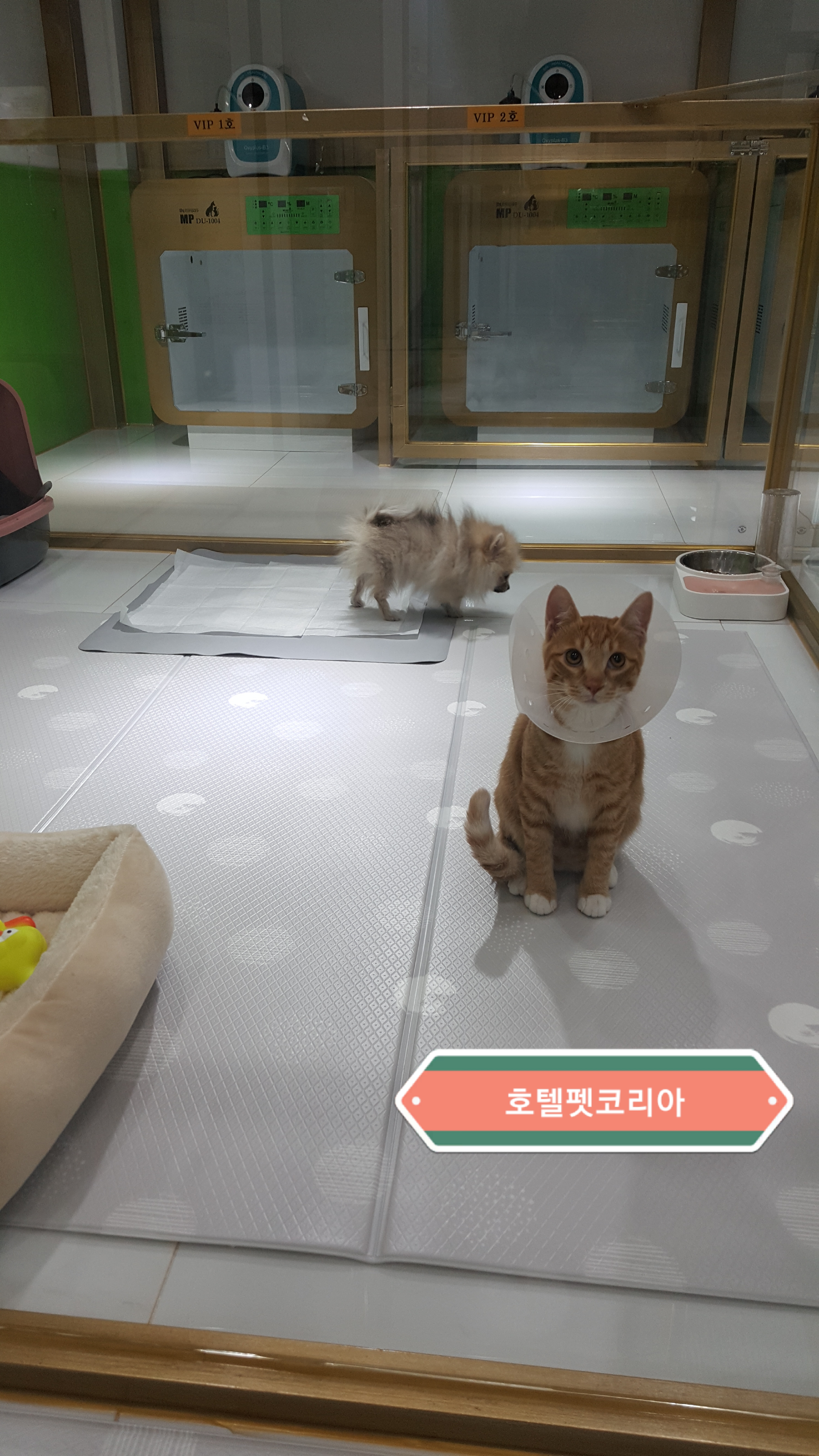 호텔펫코리아 대표 이미지