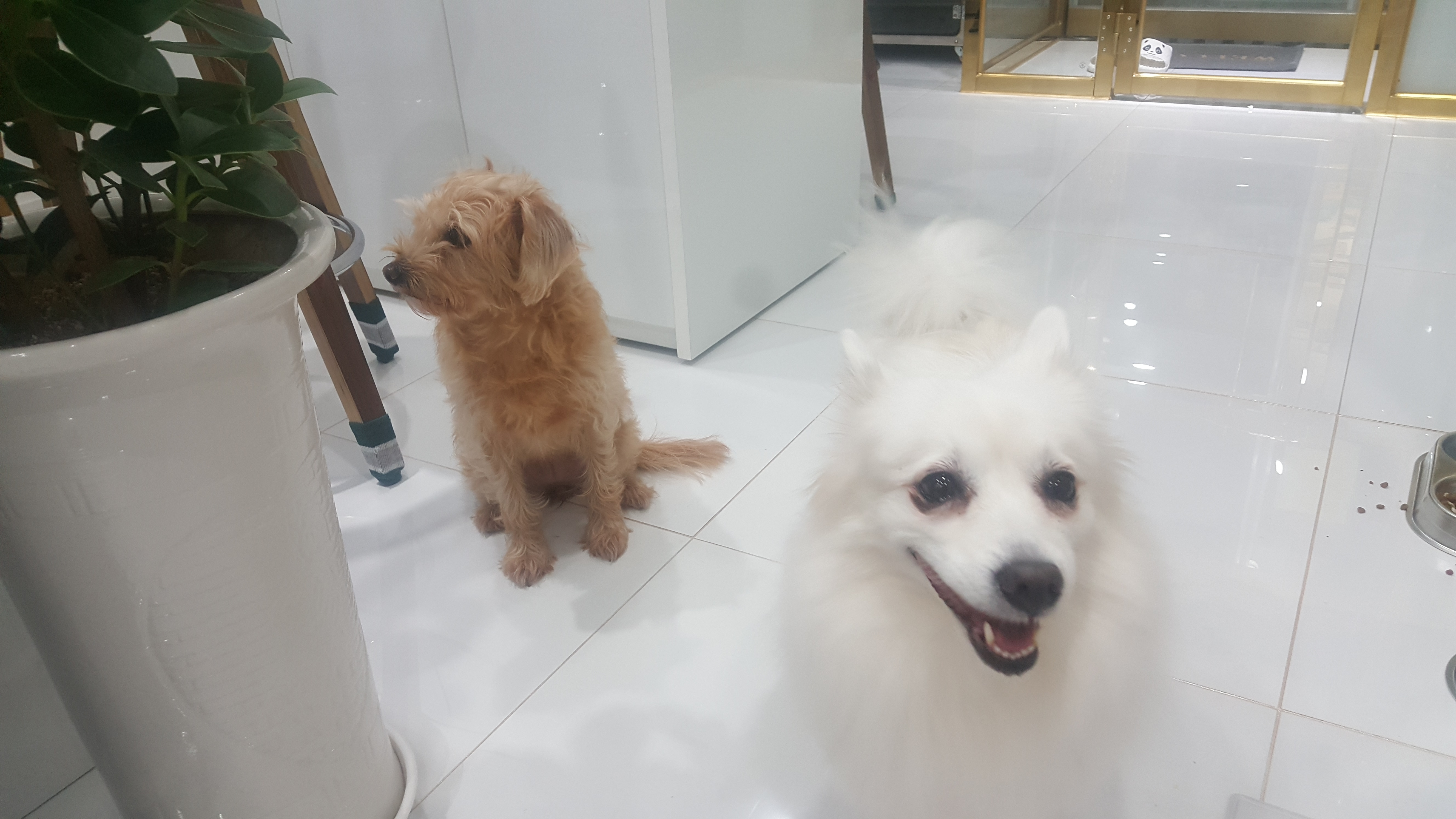 호텔펫코리아 대표 이미지