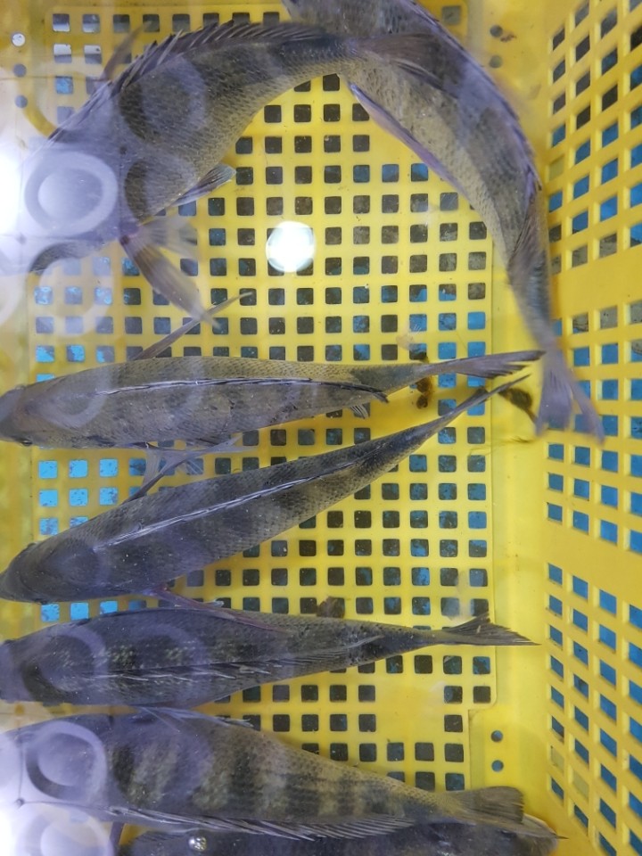 해진수산