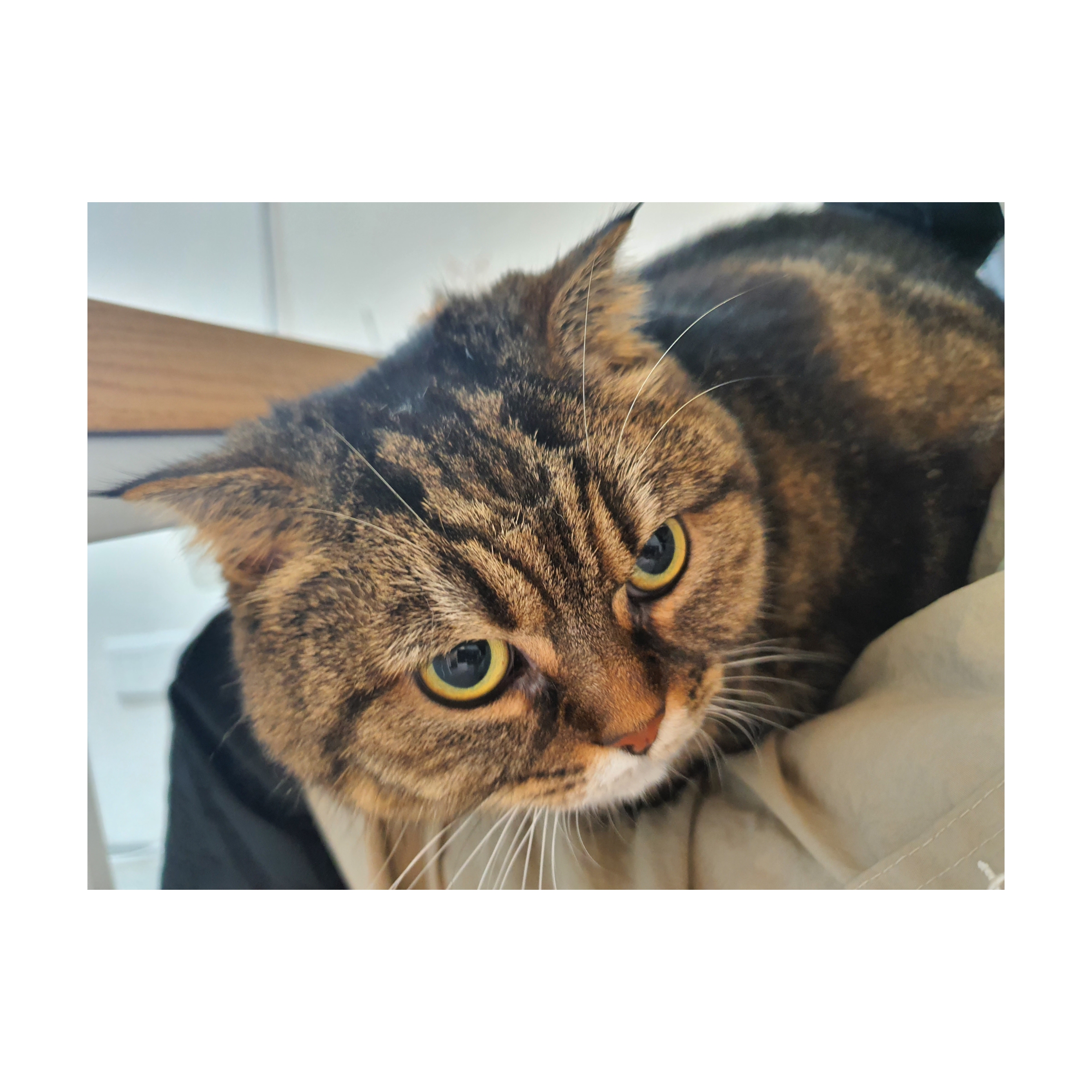 이브캣 고양이미용실 대표 이미지