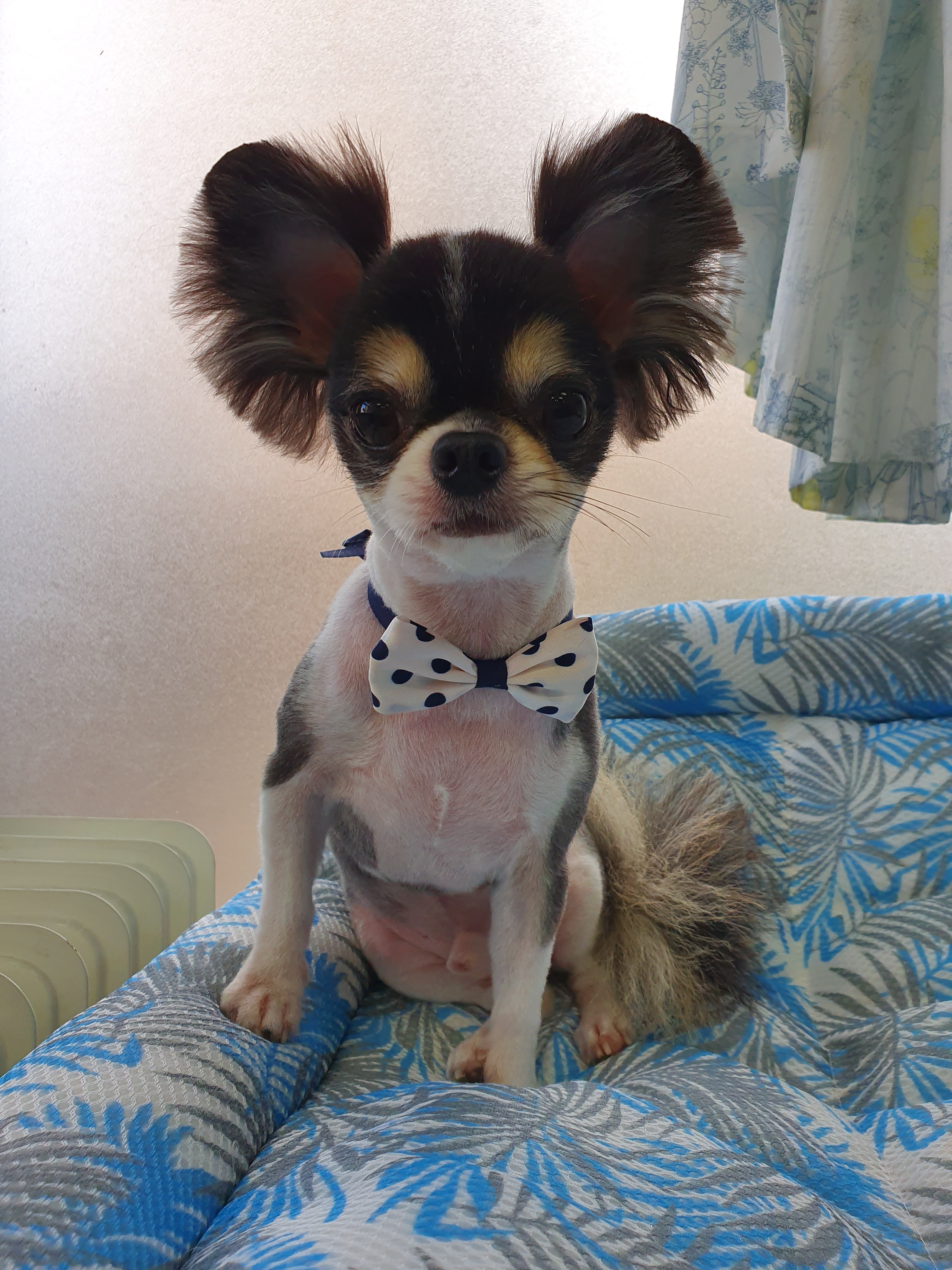 마리애견미용 대표 이미지