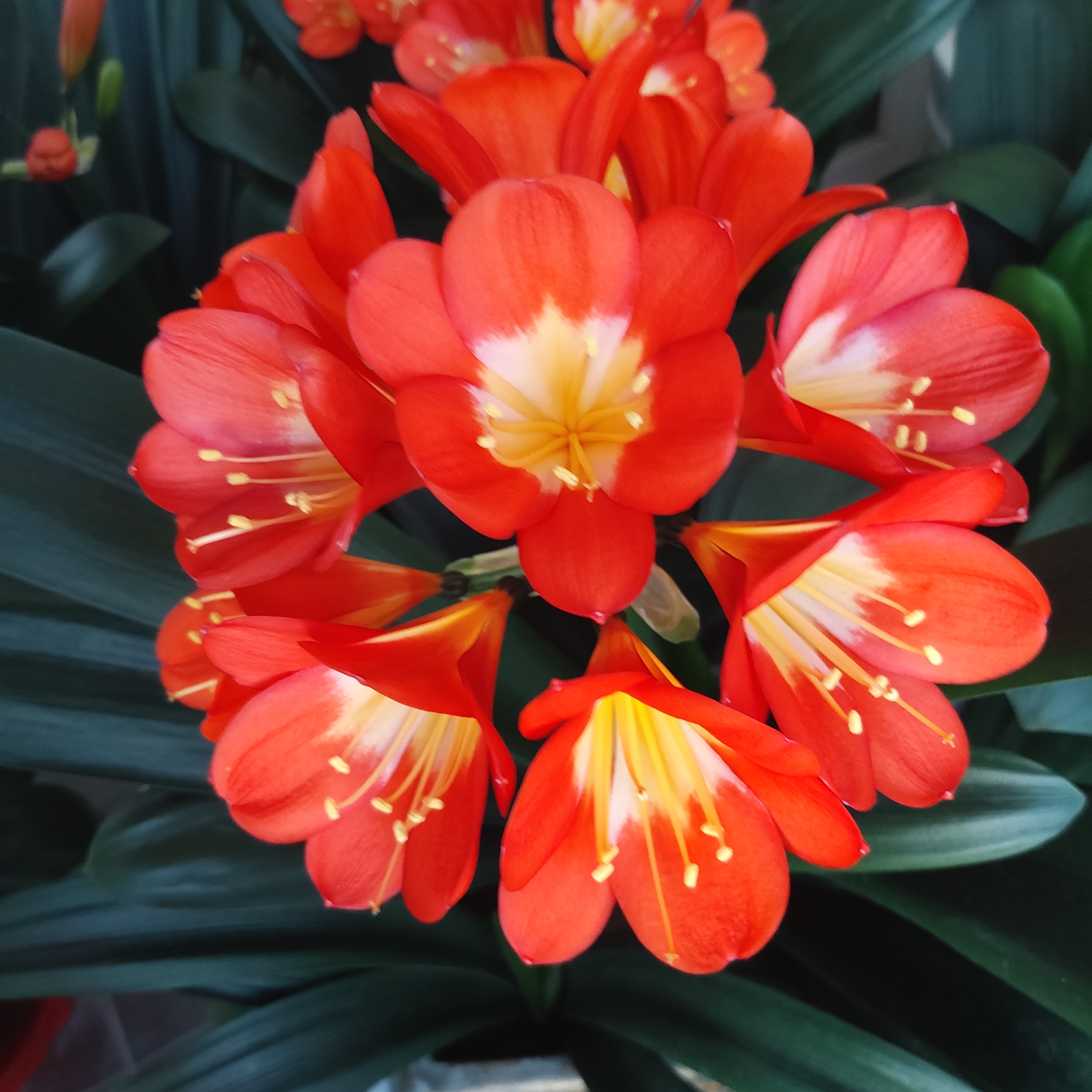 도그아로마 대표 이미지