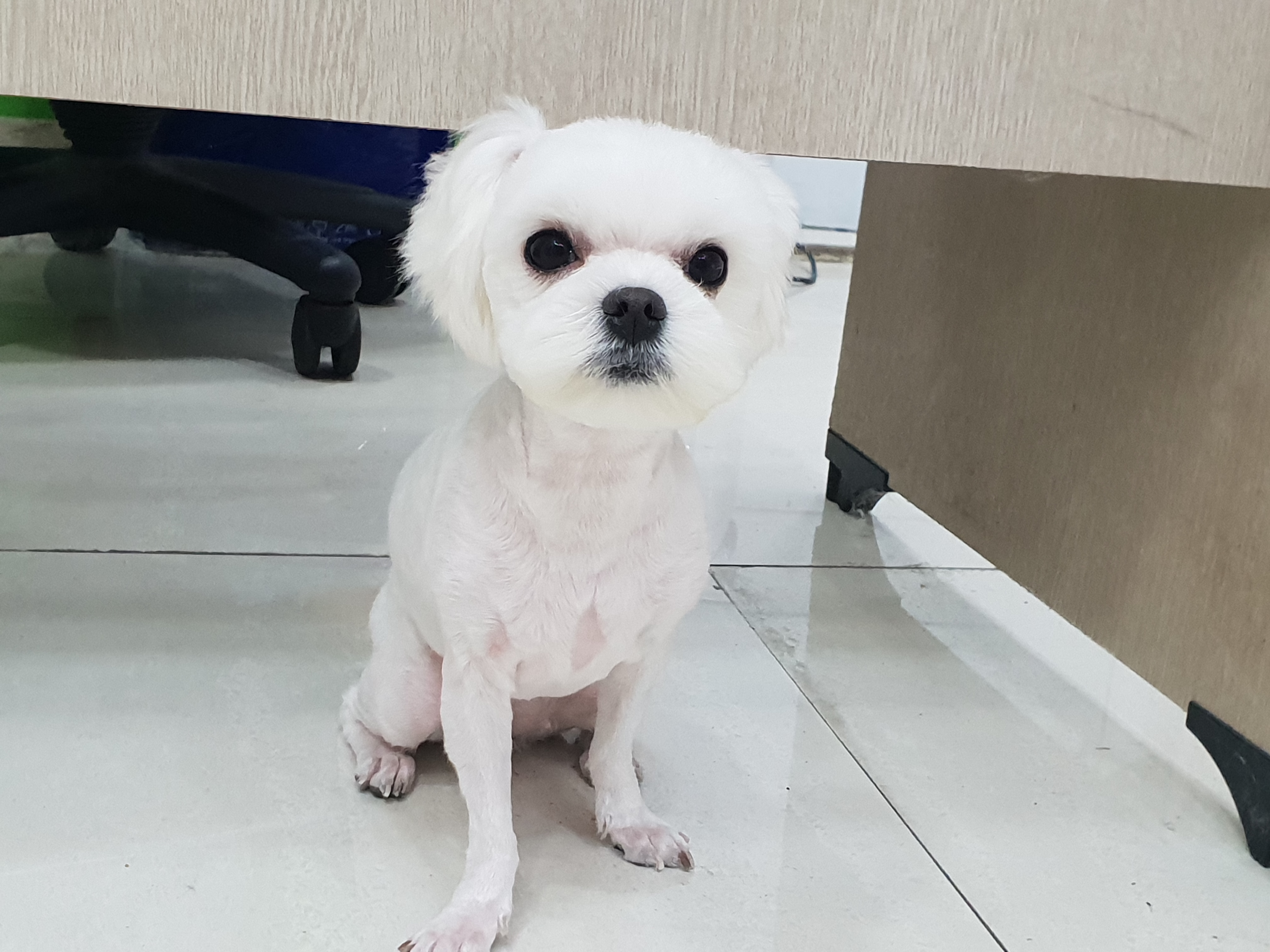 도그넷 애견미용실 대표 이미지