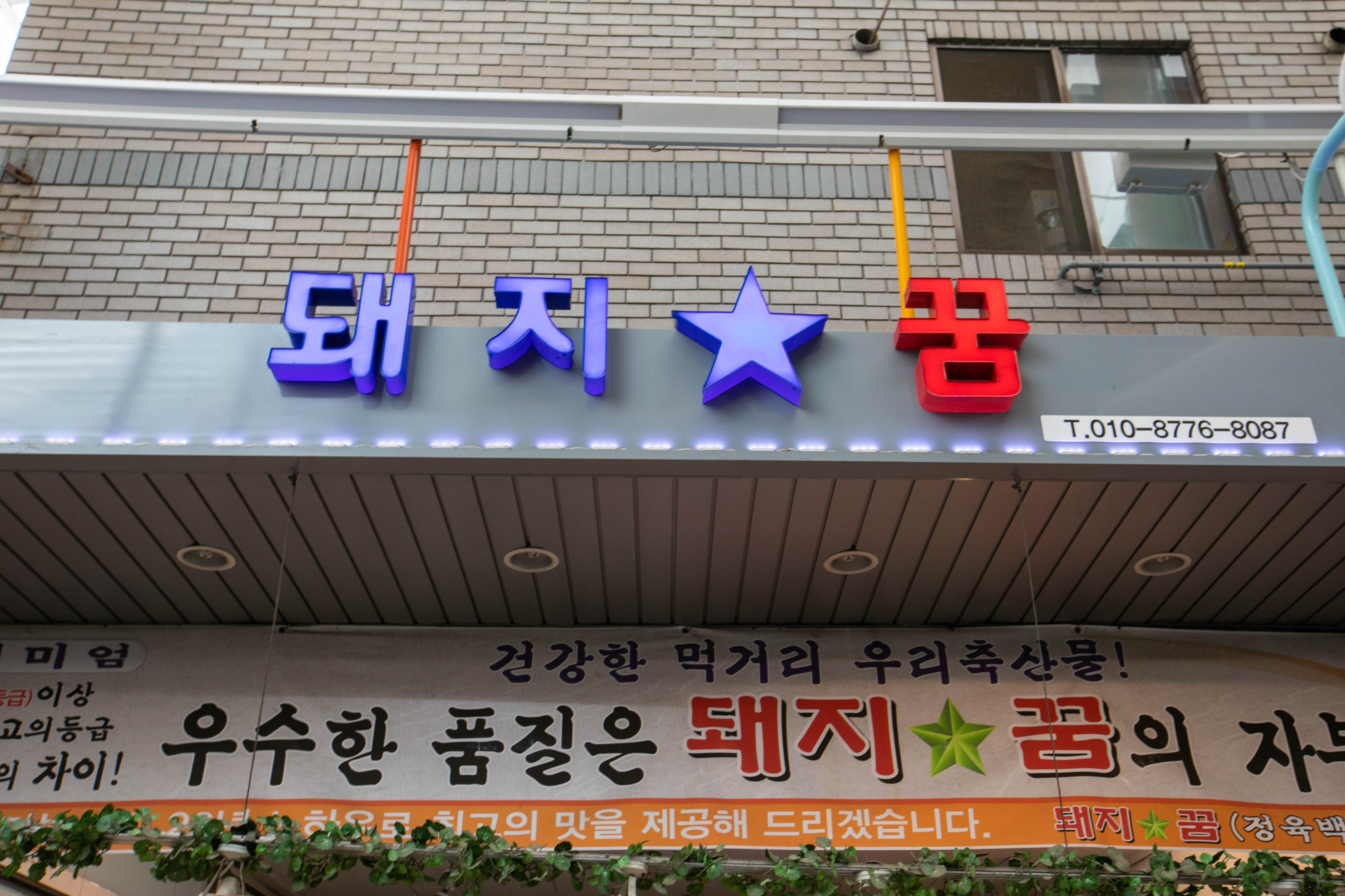 돼지꿈