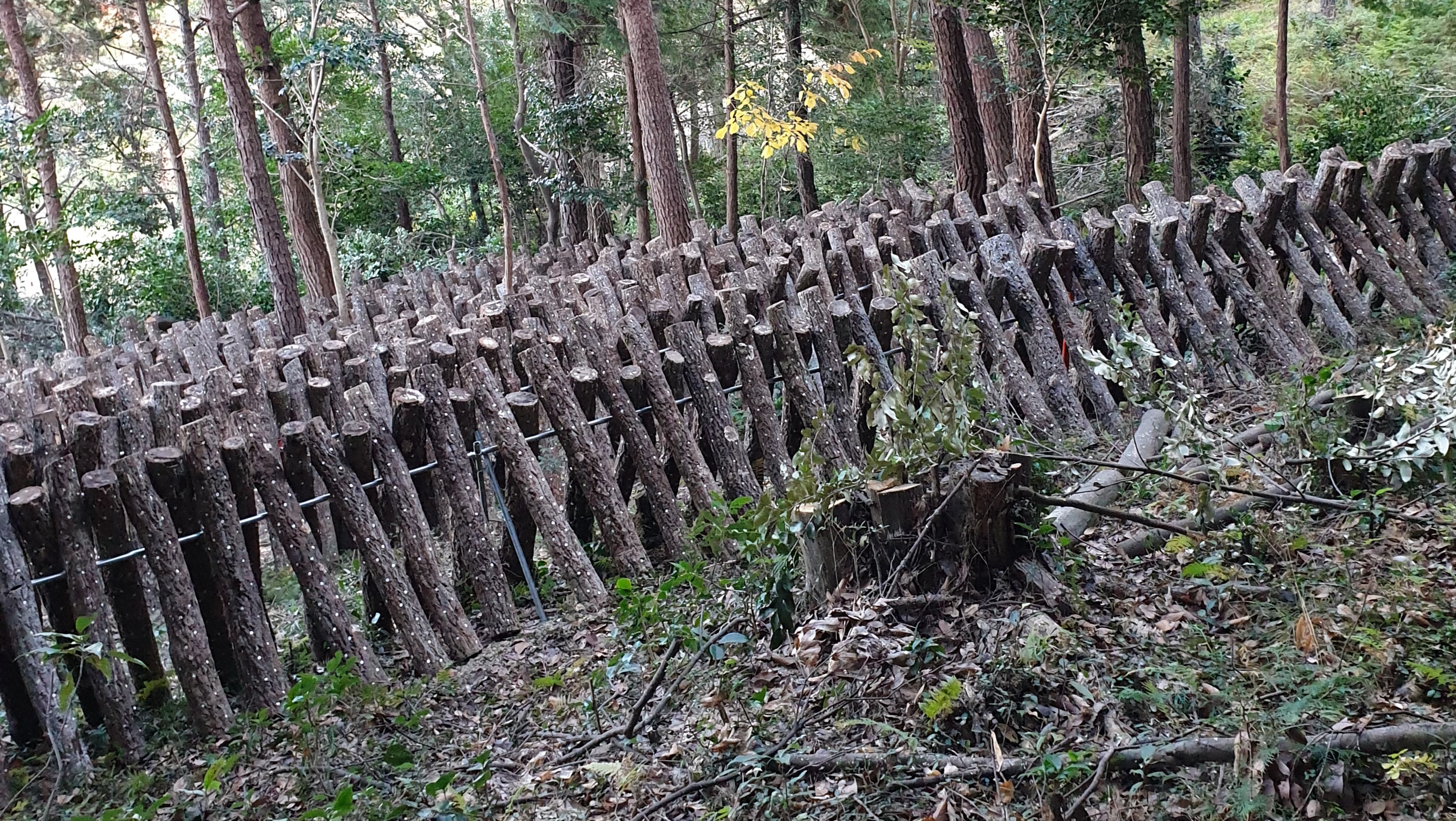 청렴 표고버섯 농장 음식 사진