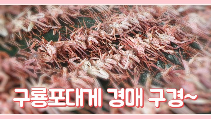목원대게