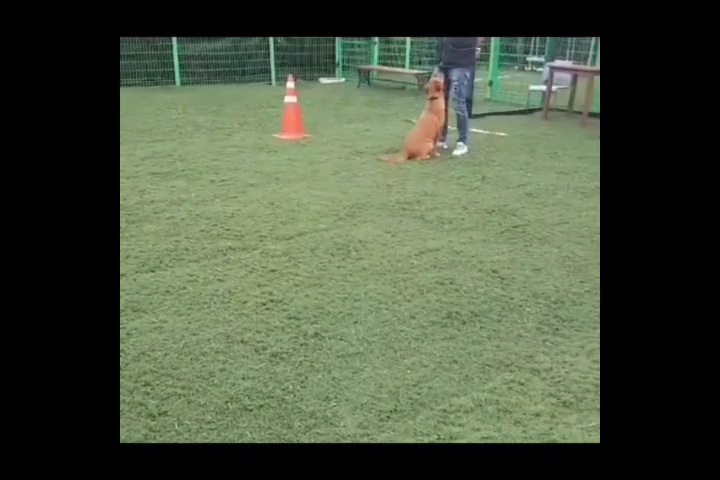 개들의왕국 대표 이미지