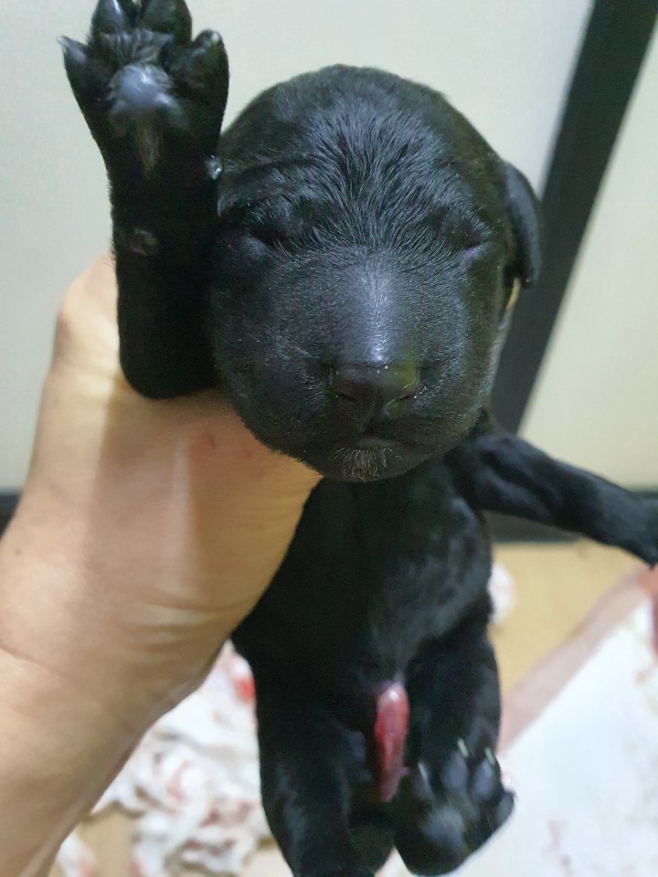 강아지놀이터 일산점 대표 이미지