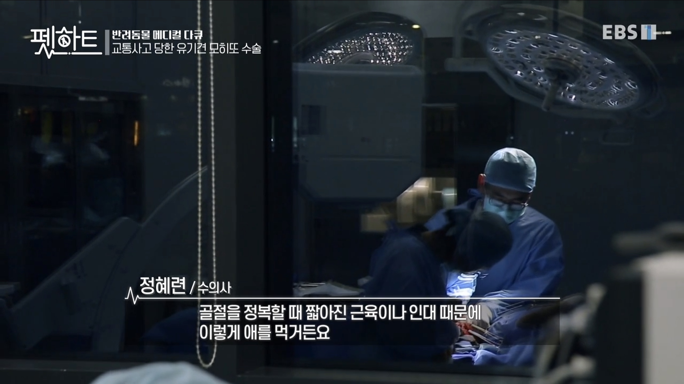 오아시스정형외과신경외과동물병원 대표 이미지