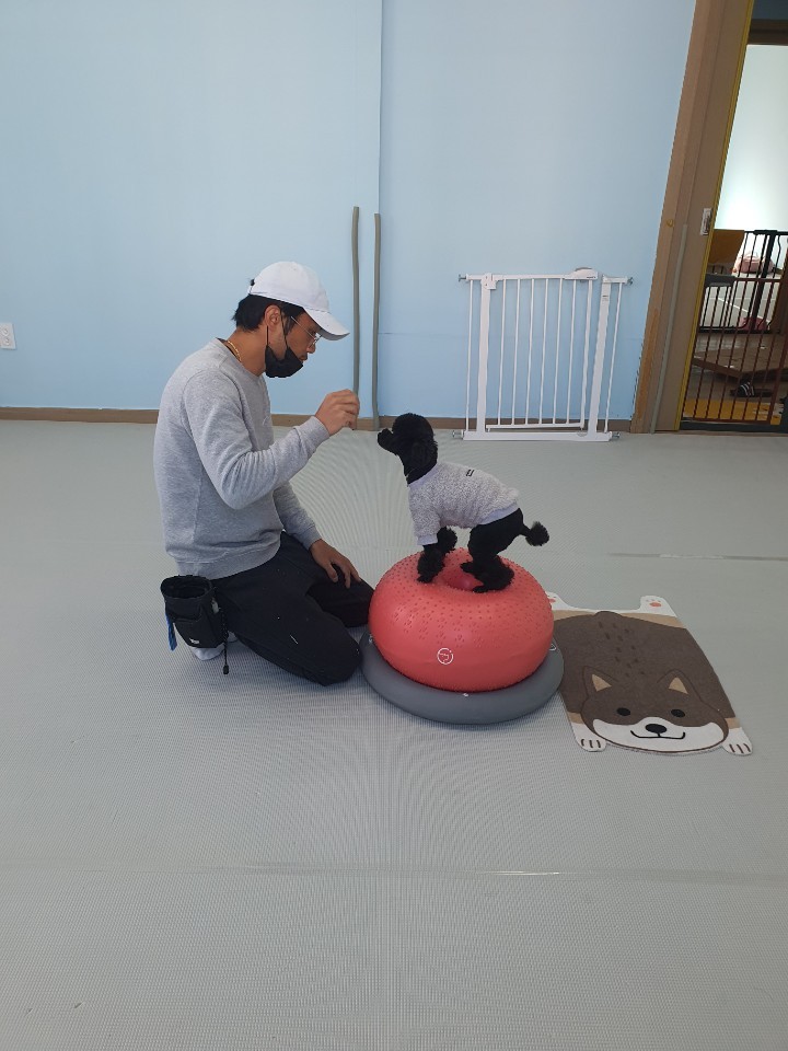 개밥월드 대표 이미지