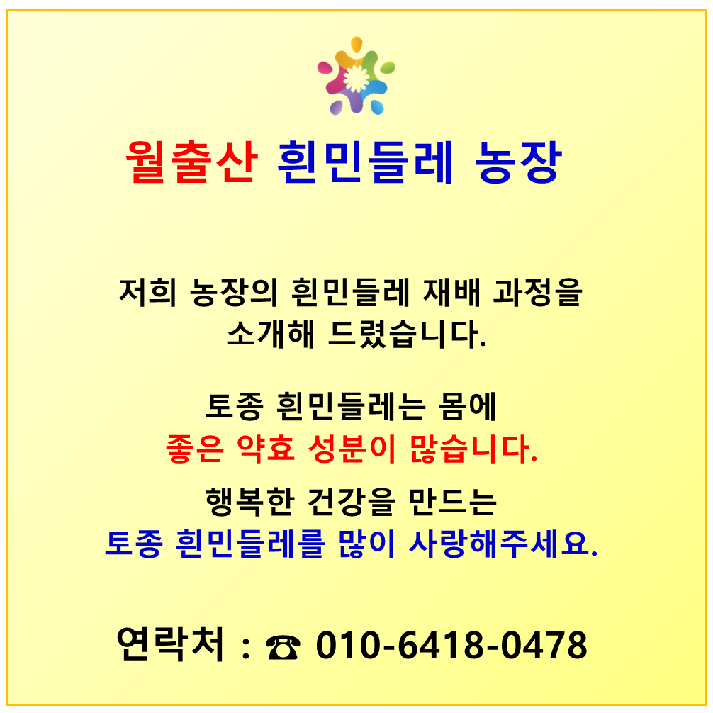 흰민들레 농장