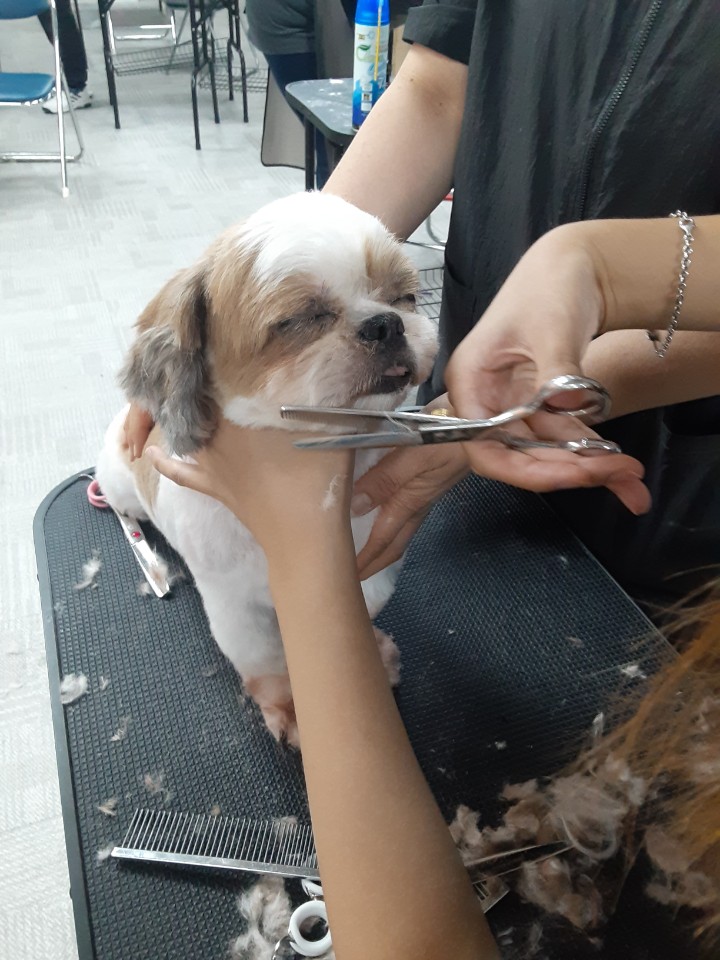 이바우펫 강남아카데미 대표 이미지