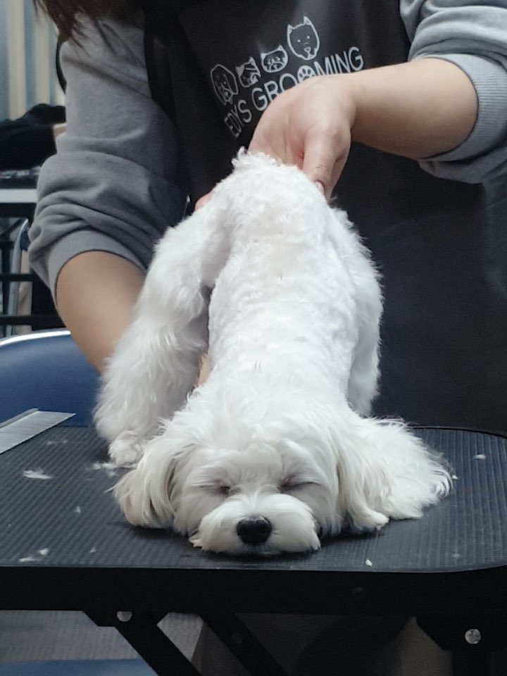 이바우펫애견미용학원 강남아카데미 대표 이미지
