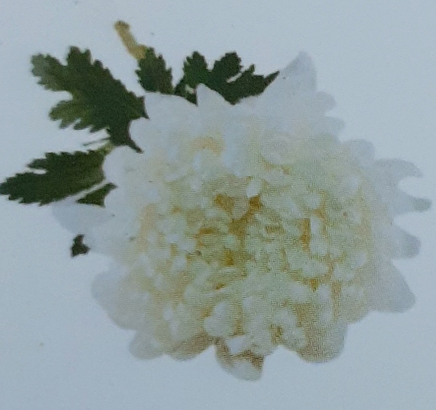 정성다함바른장례