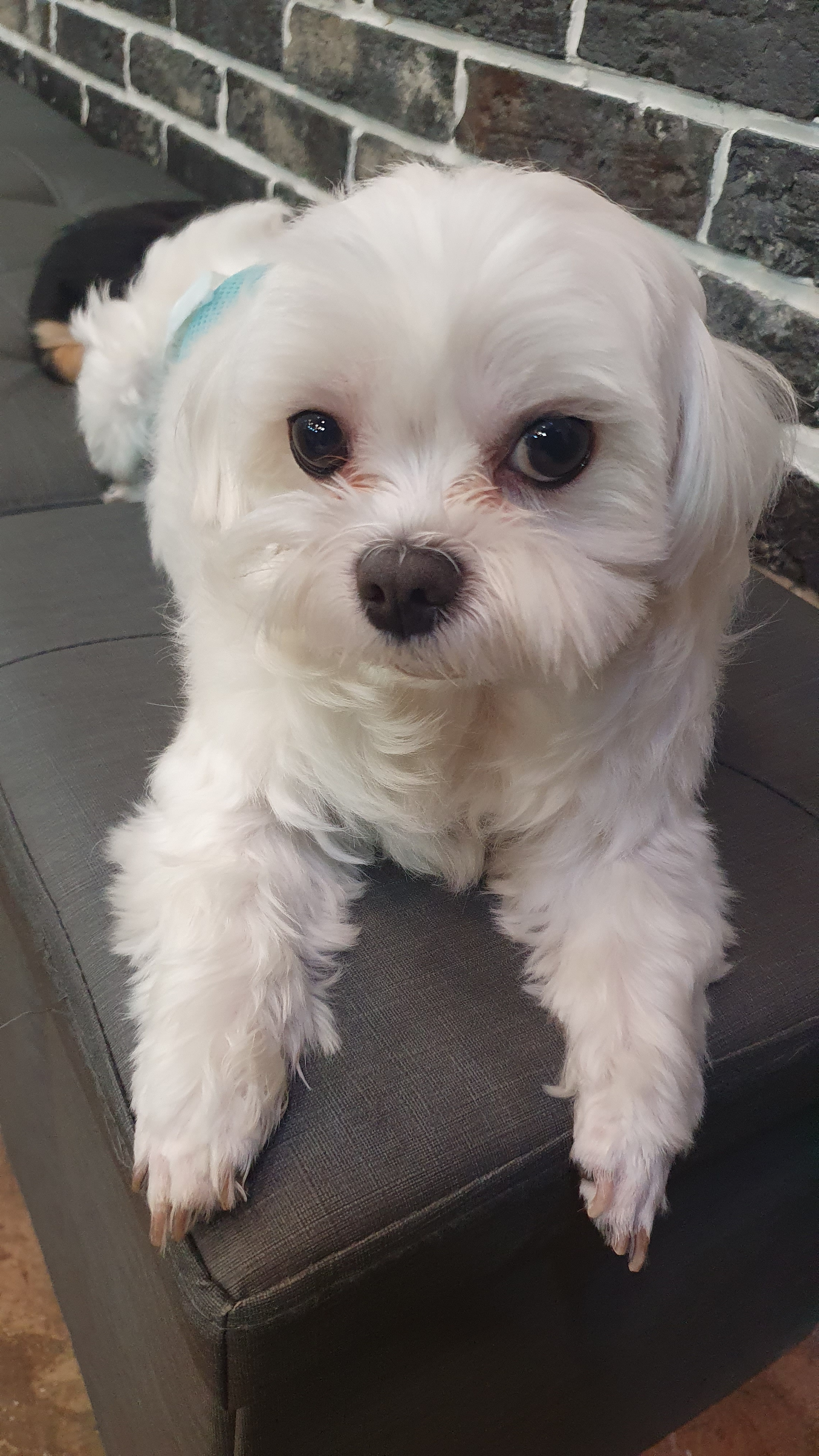 빈스독 강아지유치원 대표 이미지