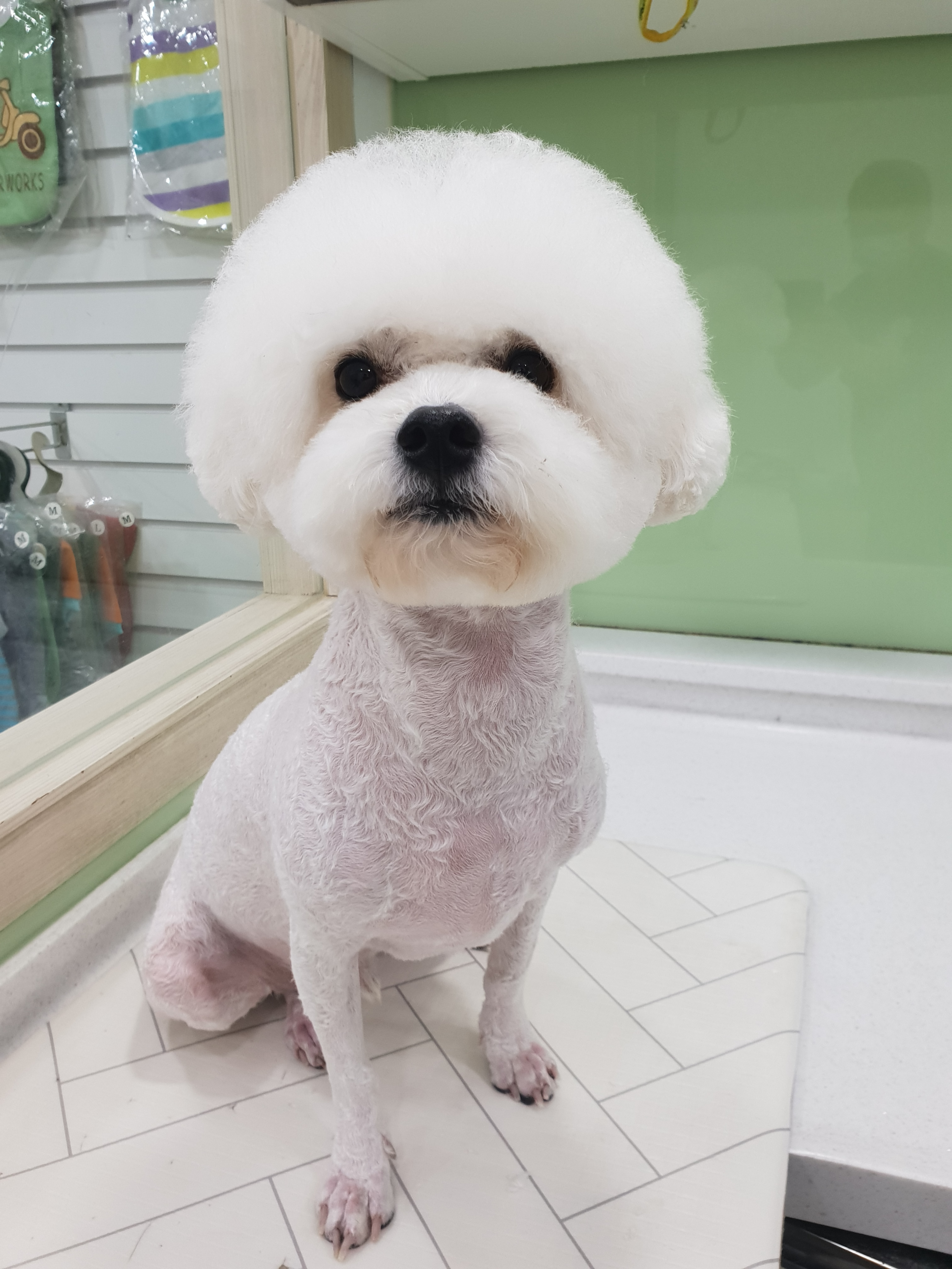 도그넷 애견미용실 대표 이미지