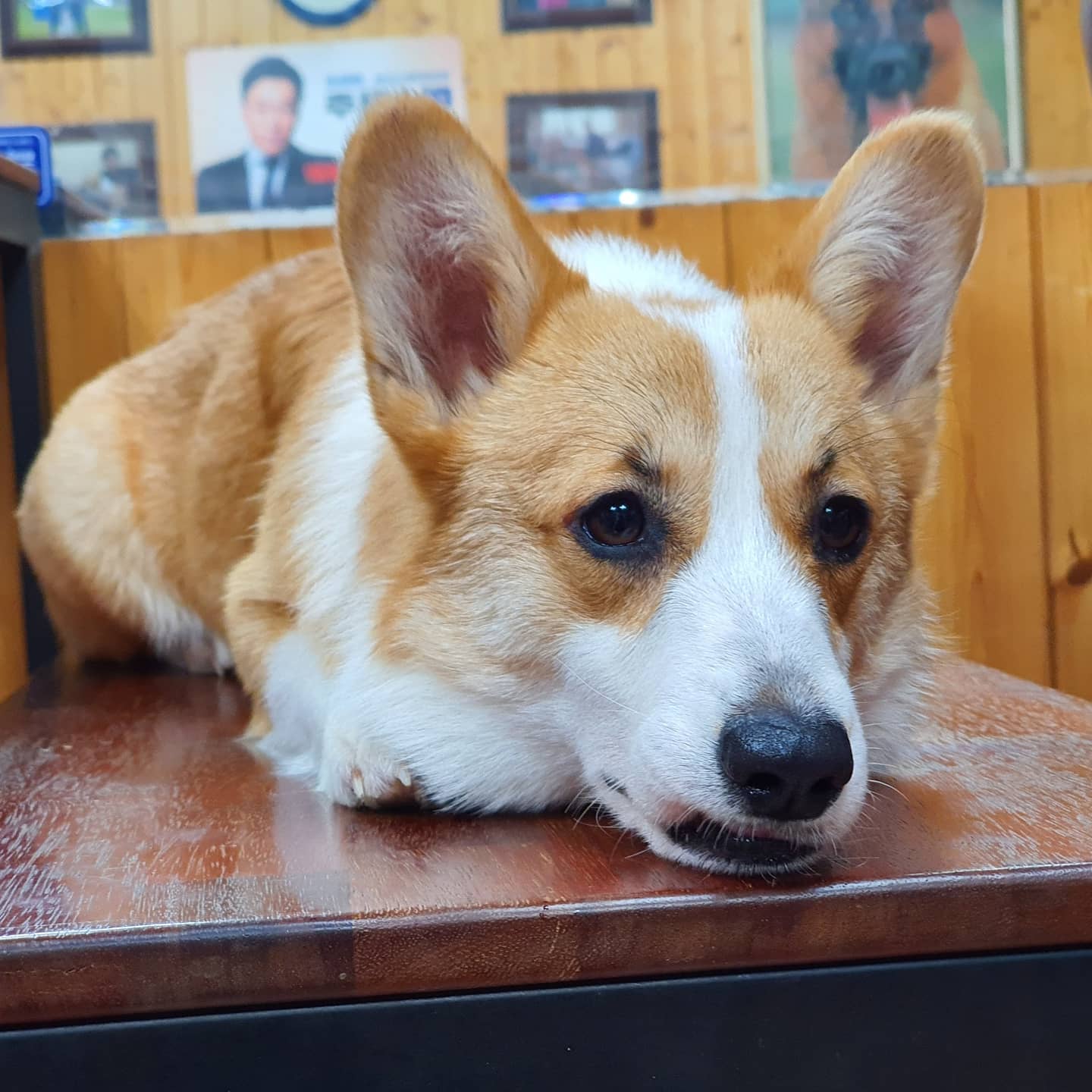 하남애견훈련소 대표 이미지