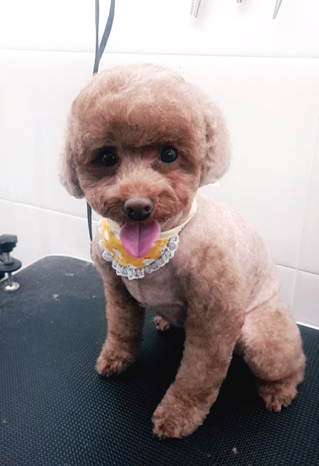 오로라펫 대표 이미지