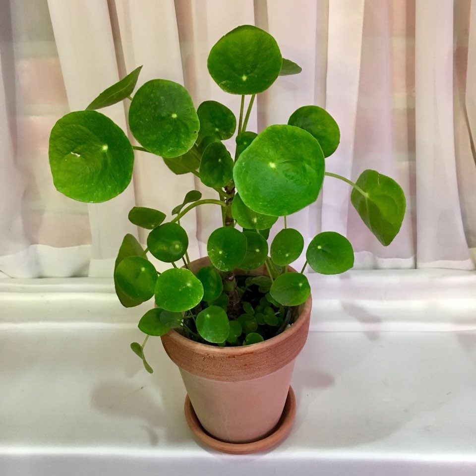 인화꽃방
