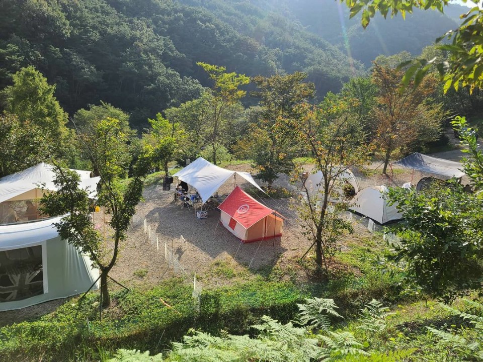 트리독스애견전용캠핑장