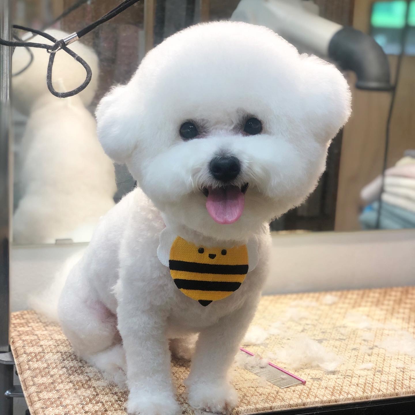 김언니펫살롱