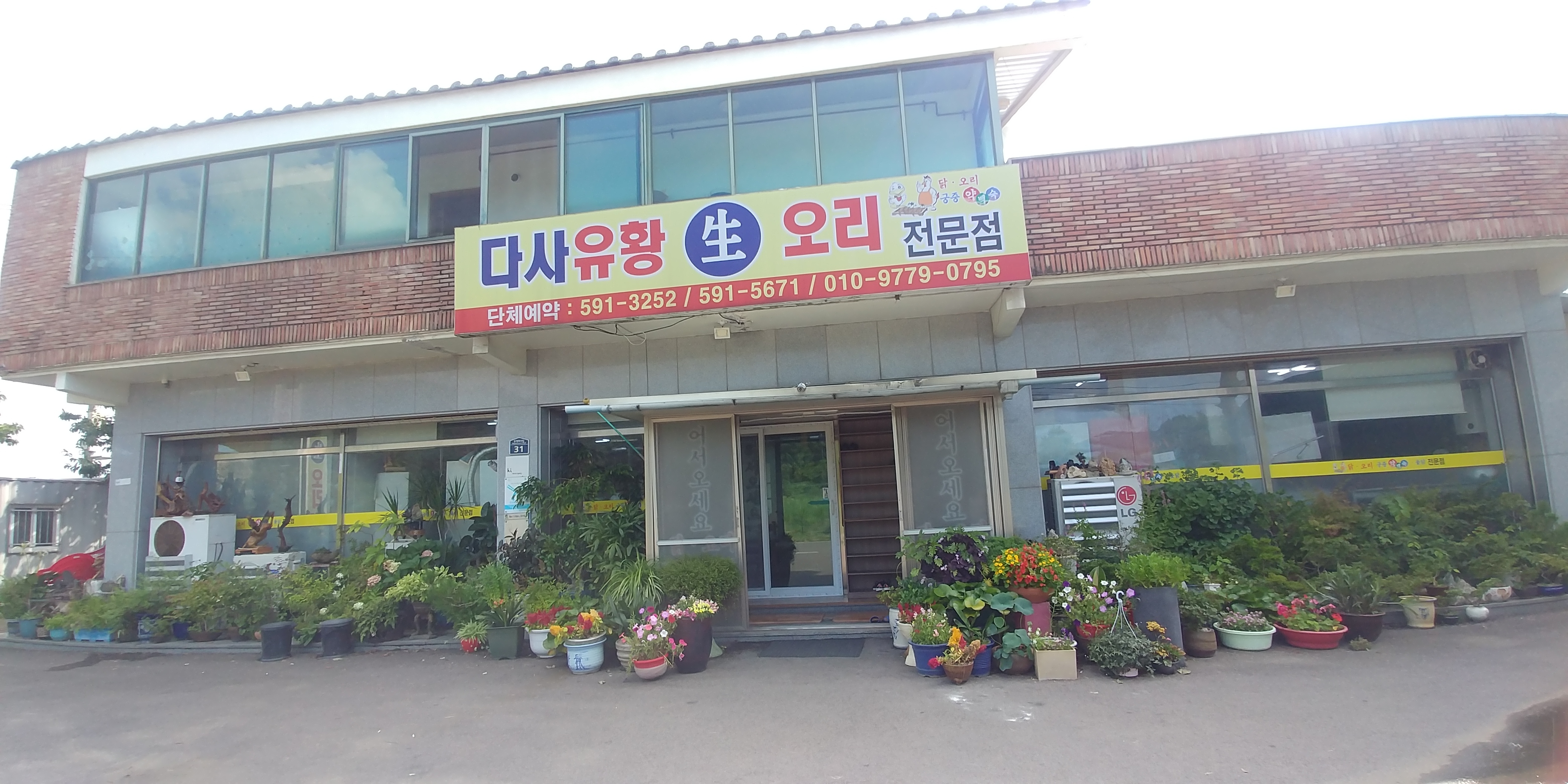 다사유황생오리