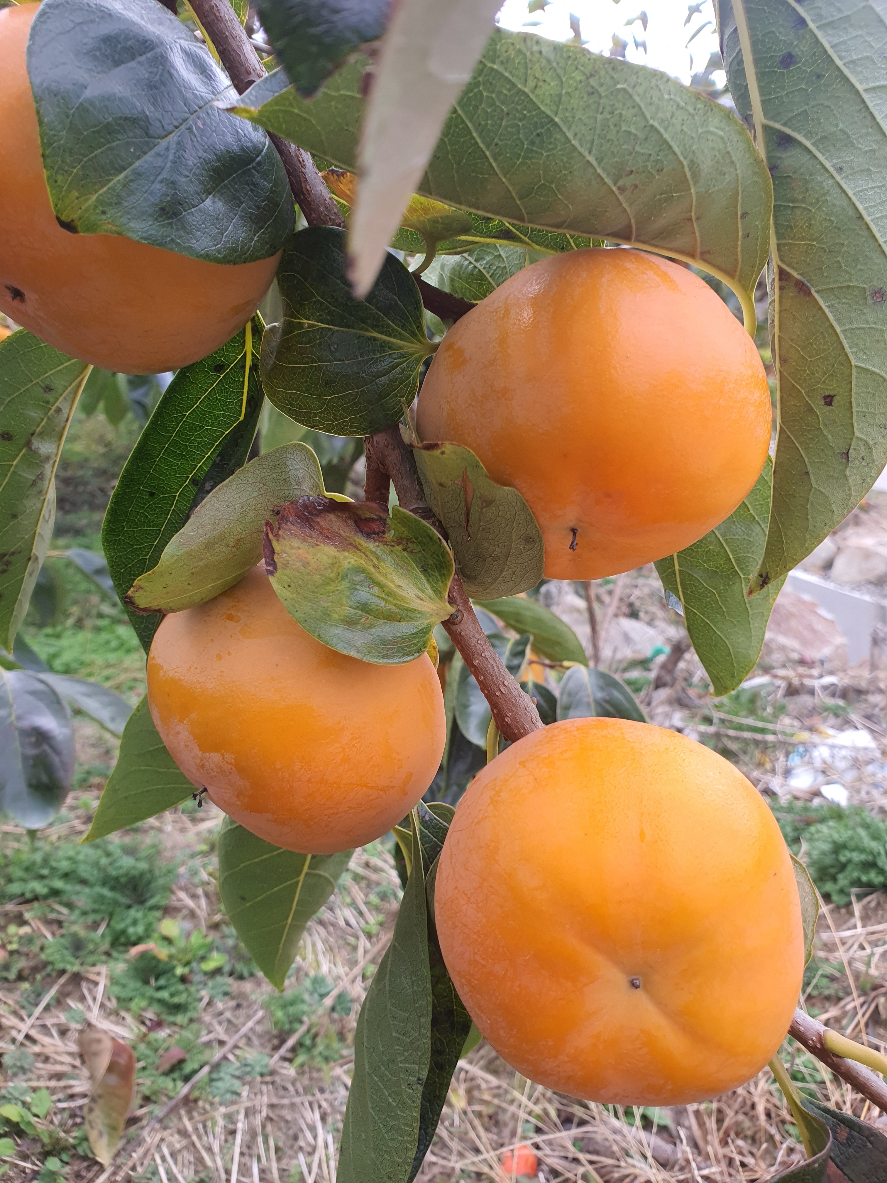 진이농원