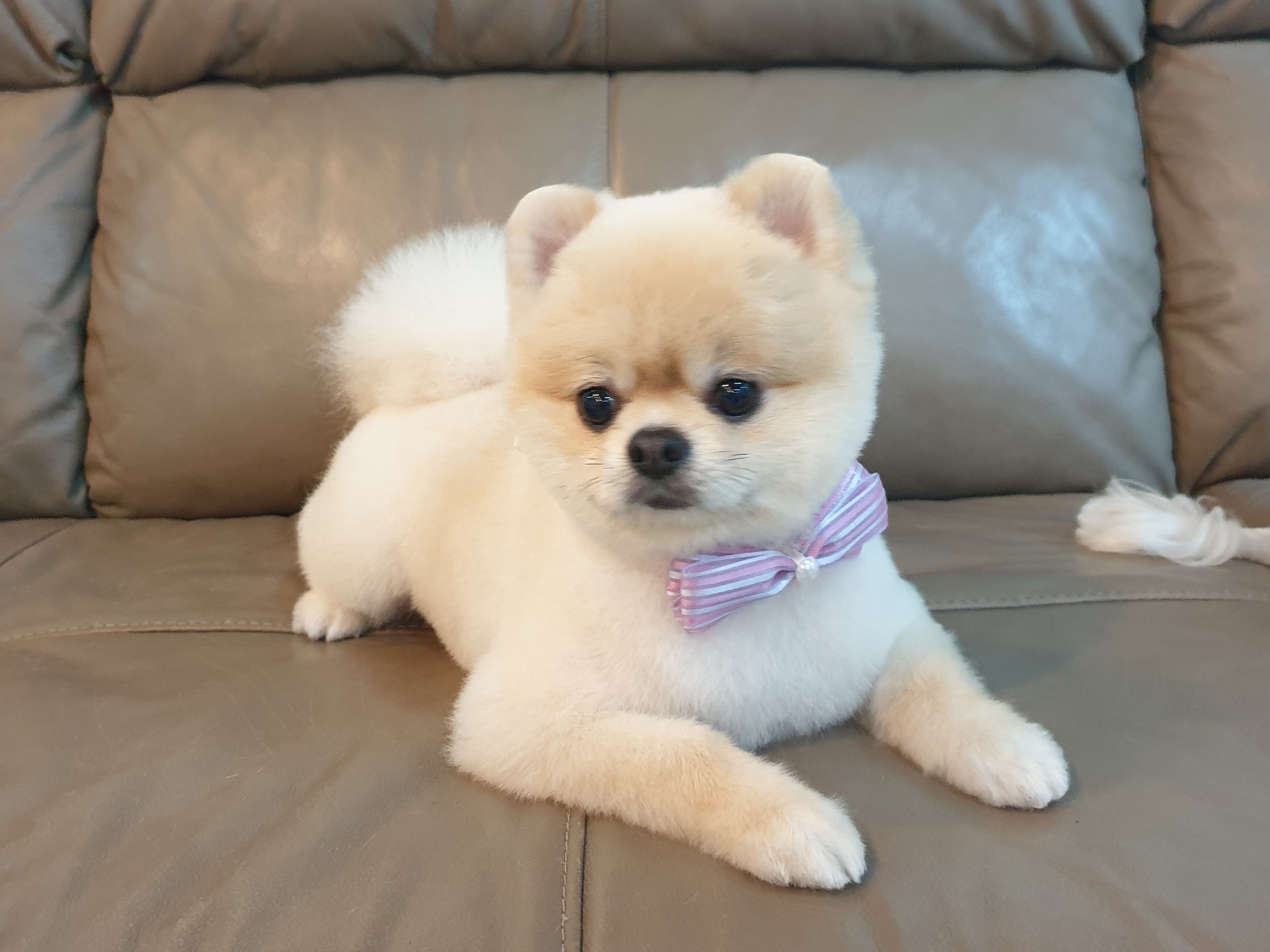 예쁘개미용 대표 이미지